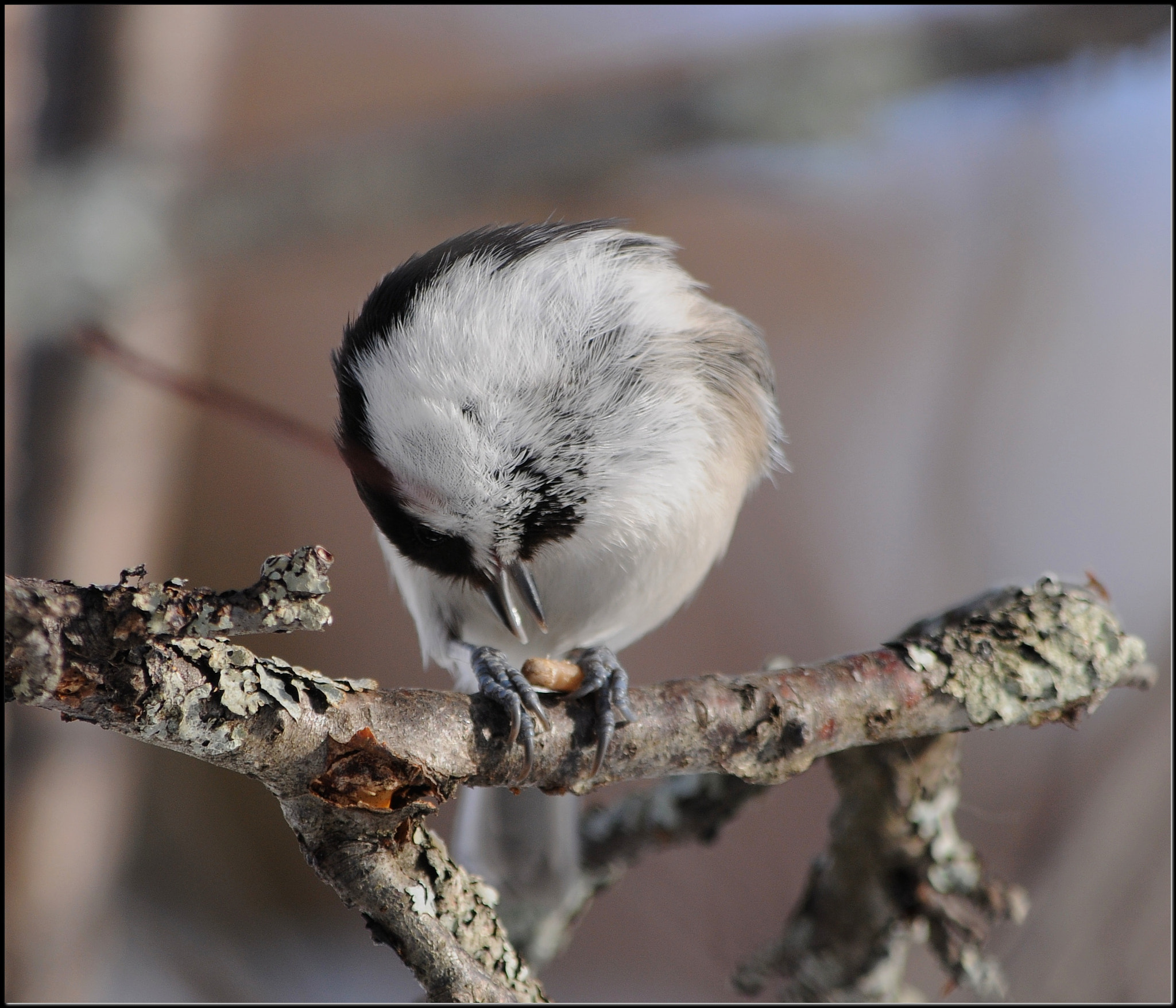 Nikon D300S sample photo. Hungry willow tit photography