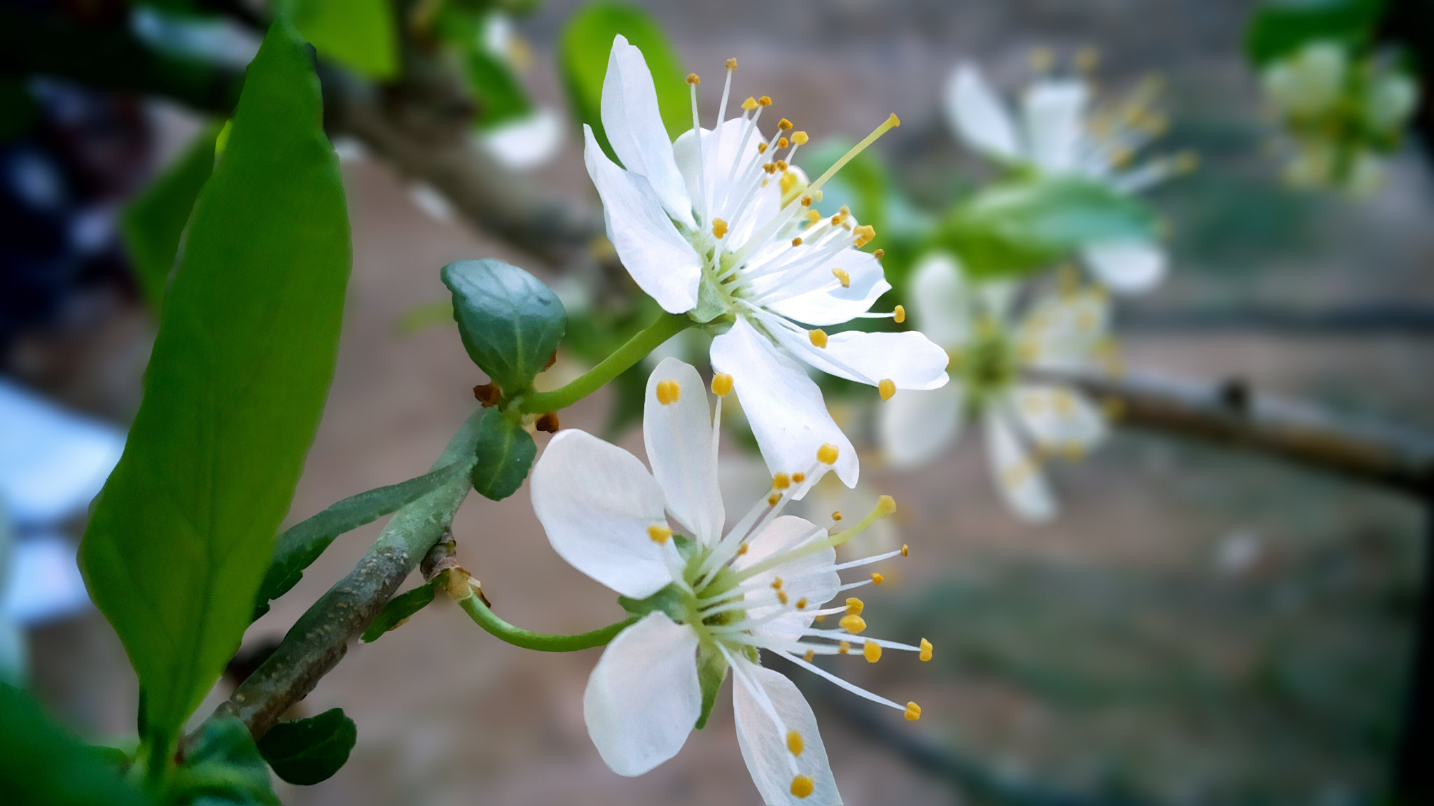 Samsung Galaxy Mega 5.8 sample photo