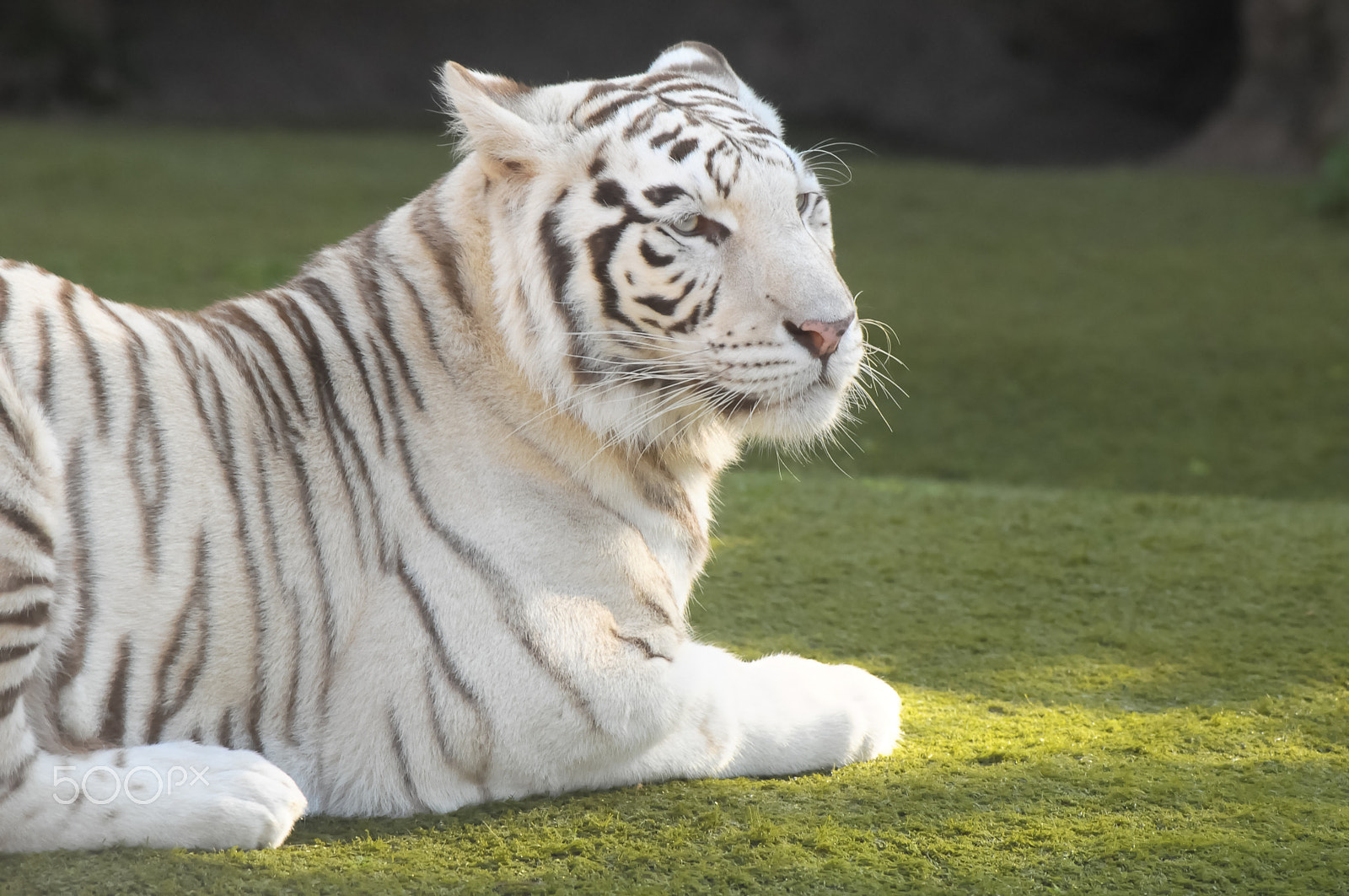 Nikon D300 sample photo. Black and white striped tiger photography