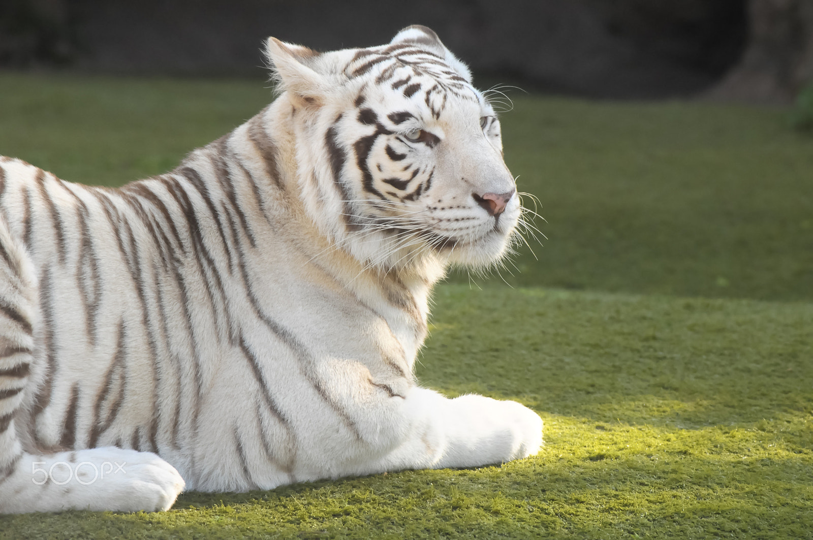 Sigma APO Tele Macro 300mm F4 sample photo. Black and white striped tiger photography