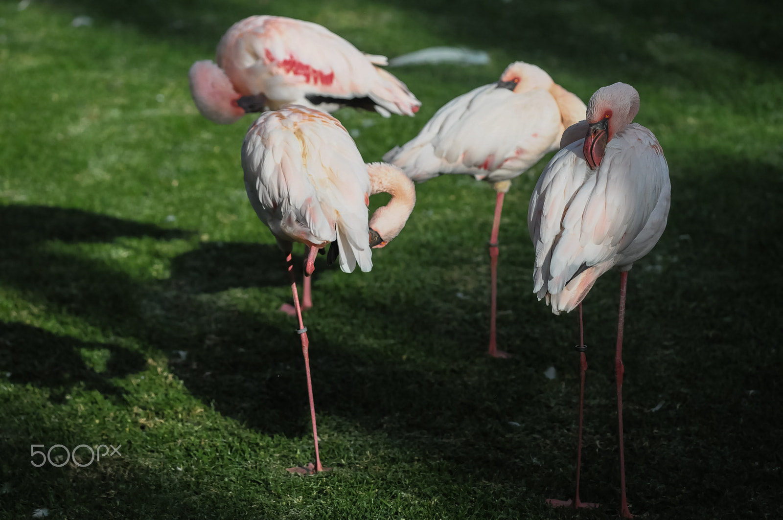 Nikon D300 sample photo. Pink adult flamingo photography