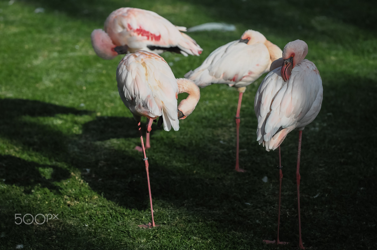 Nikon D300 + Sigma 150mm F2.8 EX DG Macro HSM sample photo. Pink adult flamingo photography