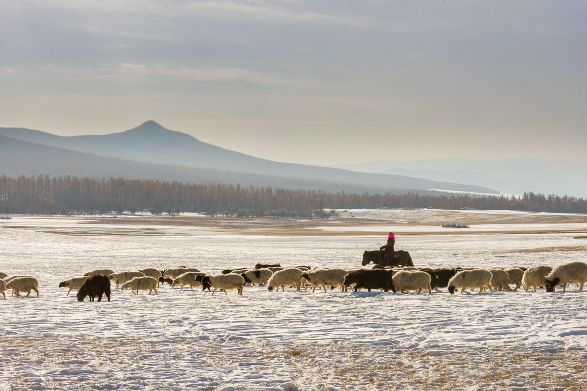 Nikon D7200 sample photo. Sheep-master photography