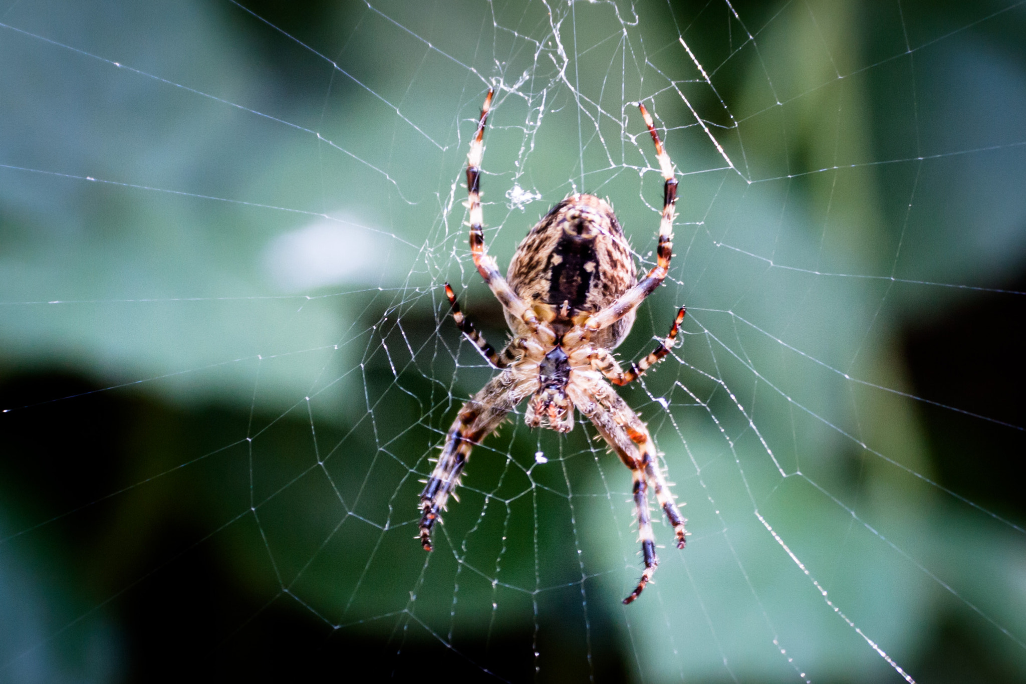 Canon EF-S 18-55mm F3.5-5.6 II sample photo. Spiders photography