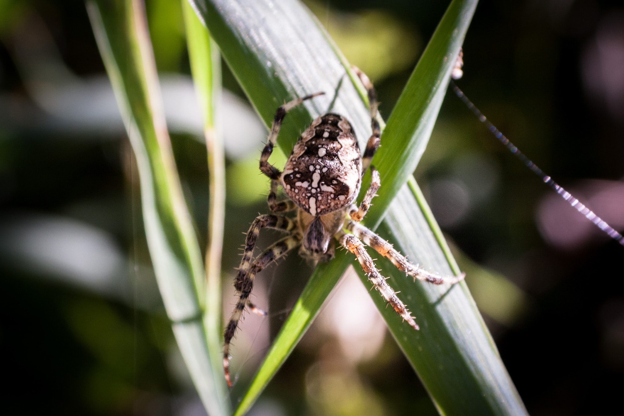Canon EOS 40D + Canon EF-S 18-55mm F3.5-5.6 II sample photo. Spiders photography