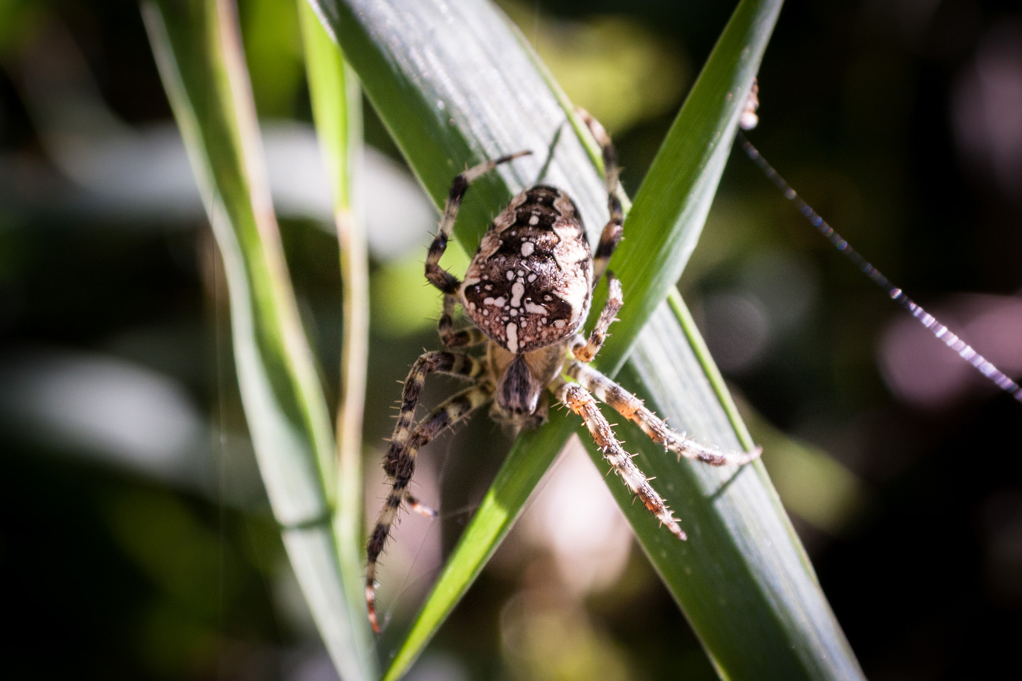 Canon EF-S 18-55mm F3.5-5.6 II sample photo. Spiders photography