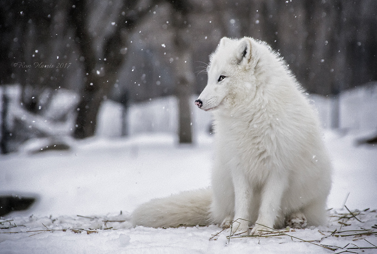 Sigma 18-250mm F3.5-6.3 DC OS HSM sample photo. Solo in the snow photography