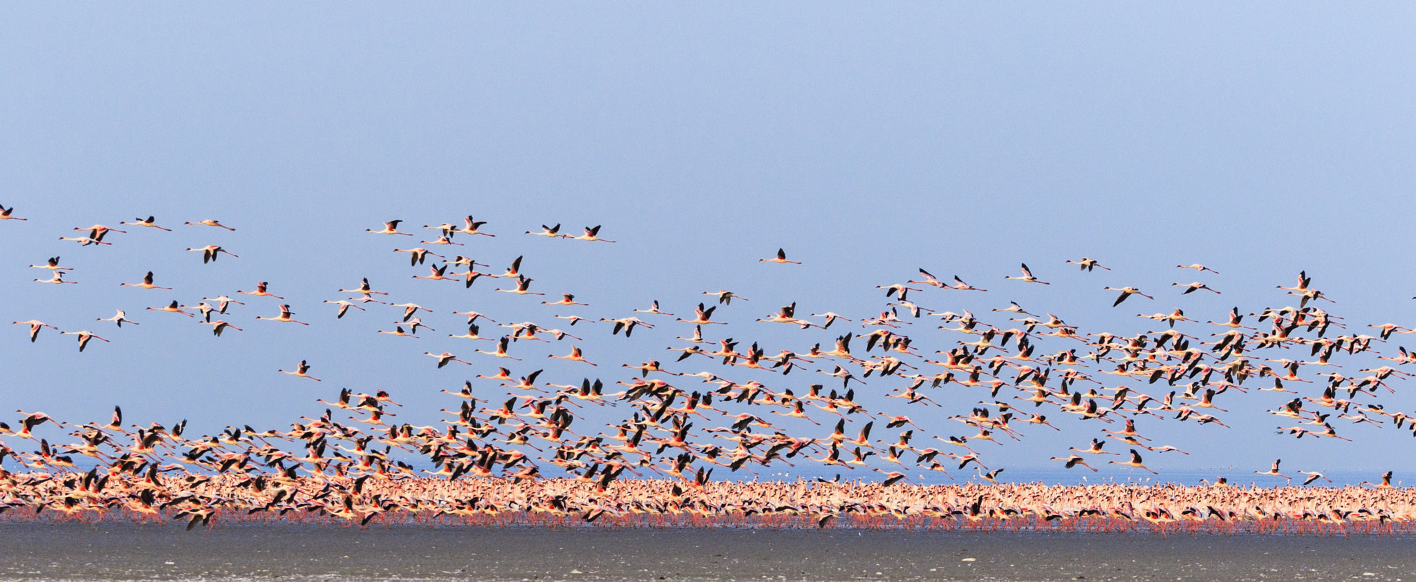 Sigma 150-600mm F5-6.3 DG OS HSM | C sample photo. Flamingo nesting site photography