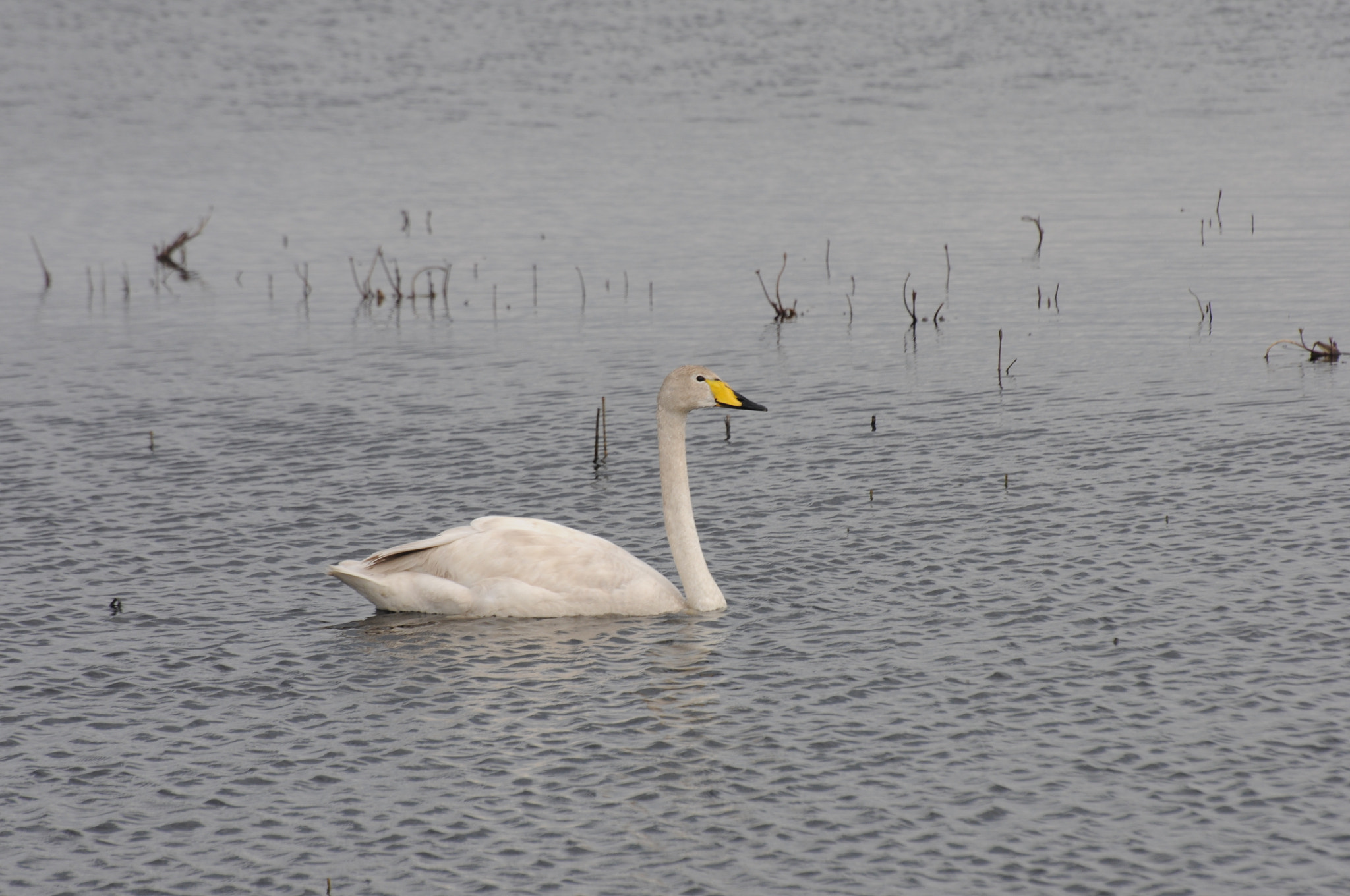 Nikon D300S sample photo. Whooper swan (sangsvane) photography