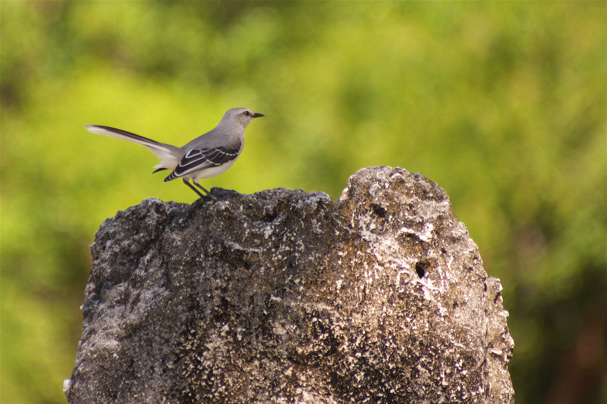 Canon EOS 550D (EOS Rebel T2i / EOS Kiss X4) + Canon EF 70-210mm f/4 sample photo. Tropical mocking bird - 1 photography