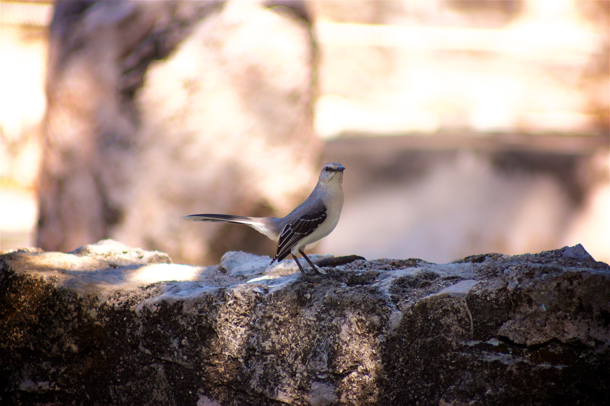 Canon EOS 550D (EOS Rebel T2i / EOS Kiss X4) + Canon EF 70-210mm f/4 sample photo. Tropical mocking bird - 2 photography