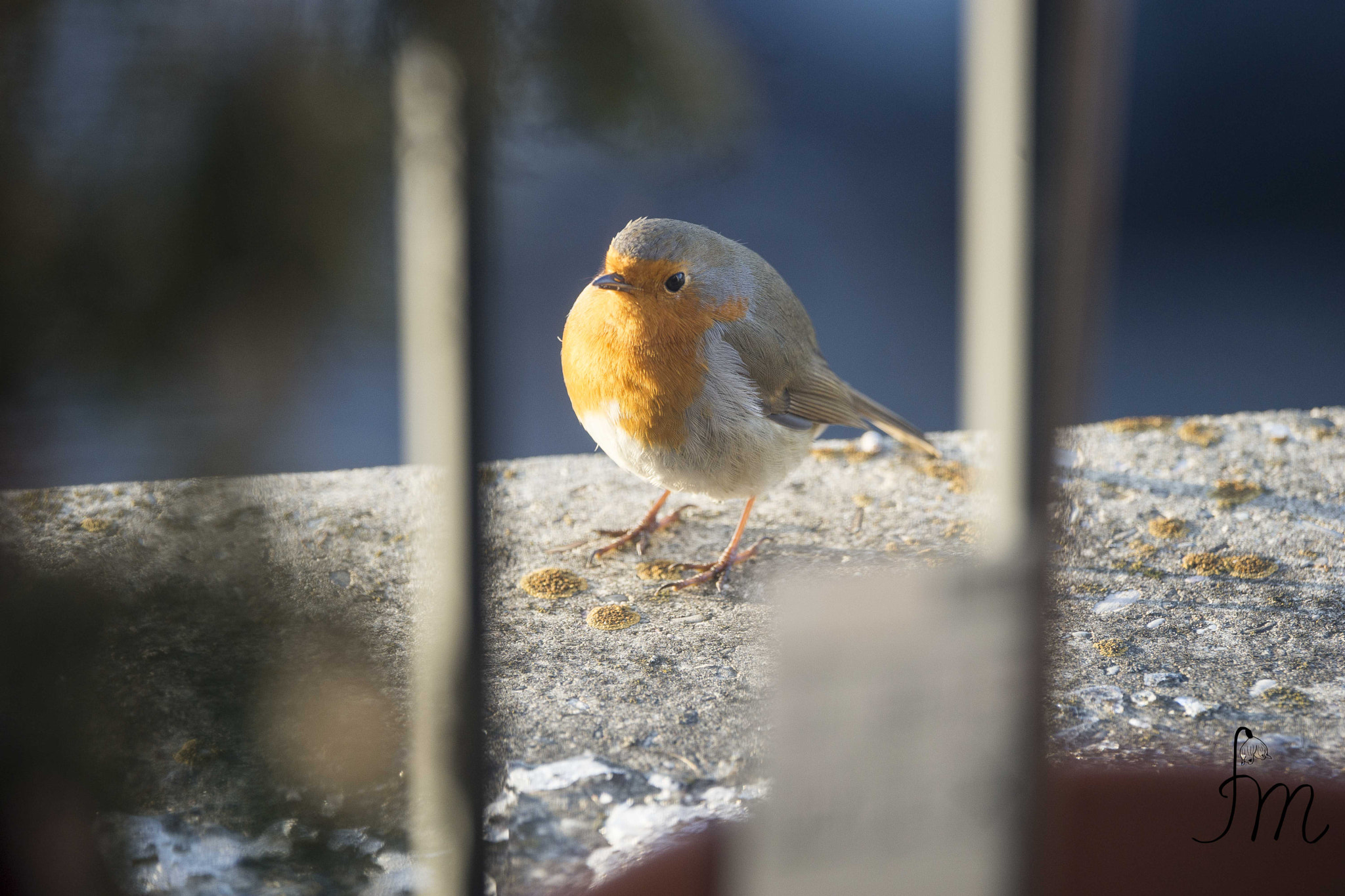 Sony 70-400mm F4-5.6 G SSM II sample photo. Visit on my balcony photography