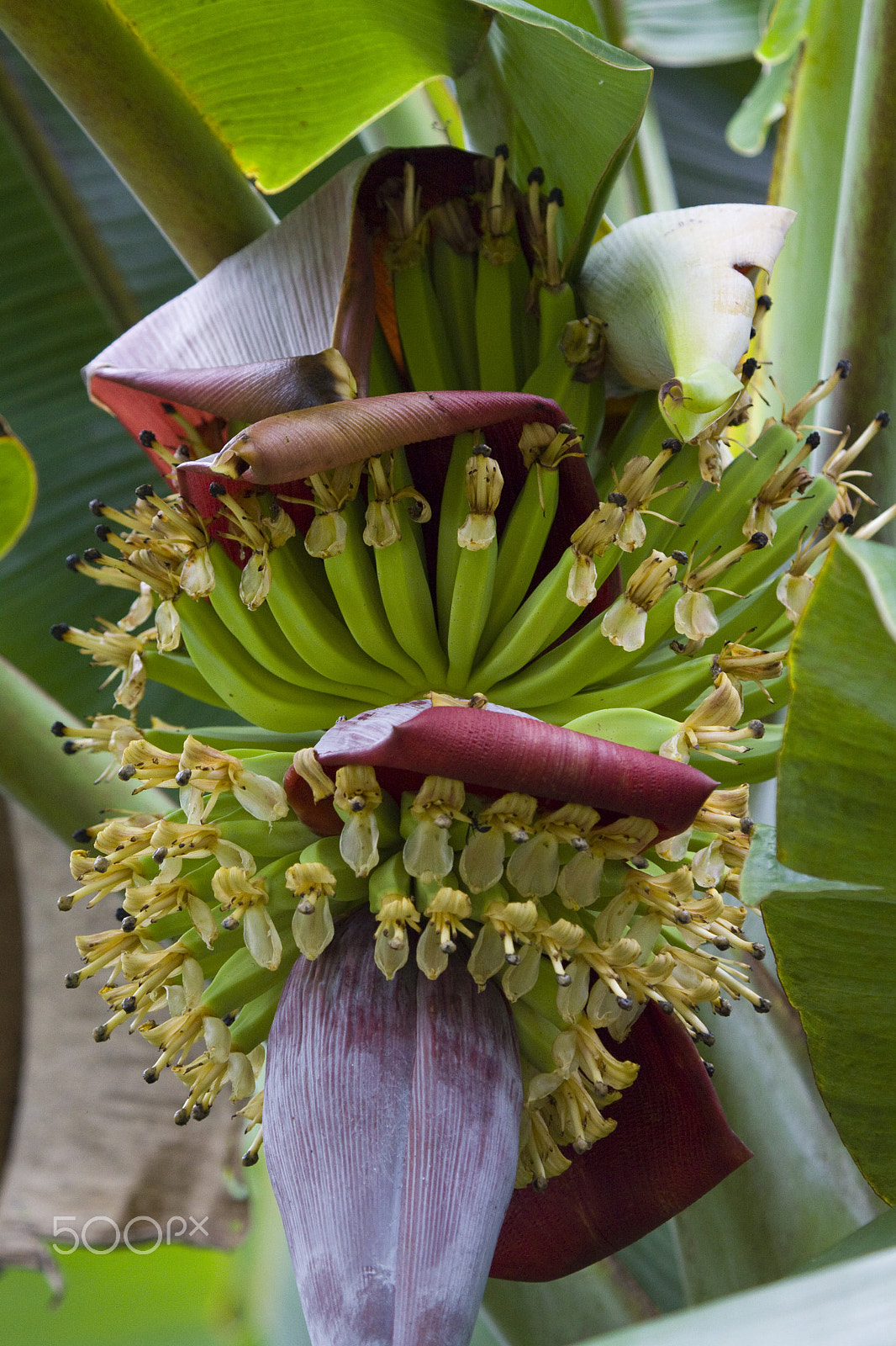 Canon EOS 50D + Canon EF 100-400mm F4.5-5.6L IS USM sample photo. Birth of bananas photography