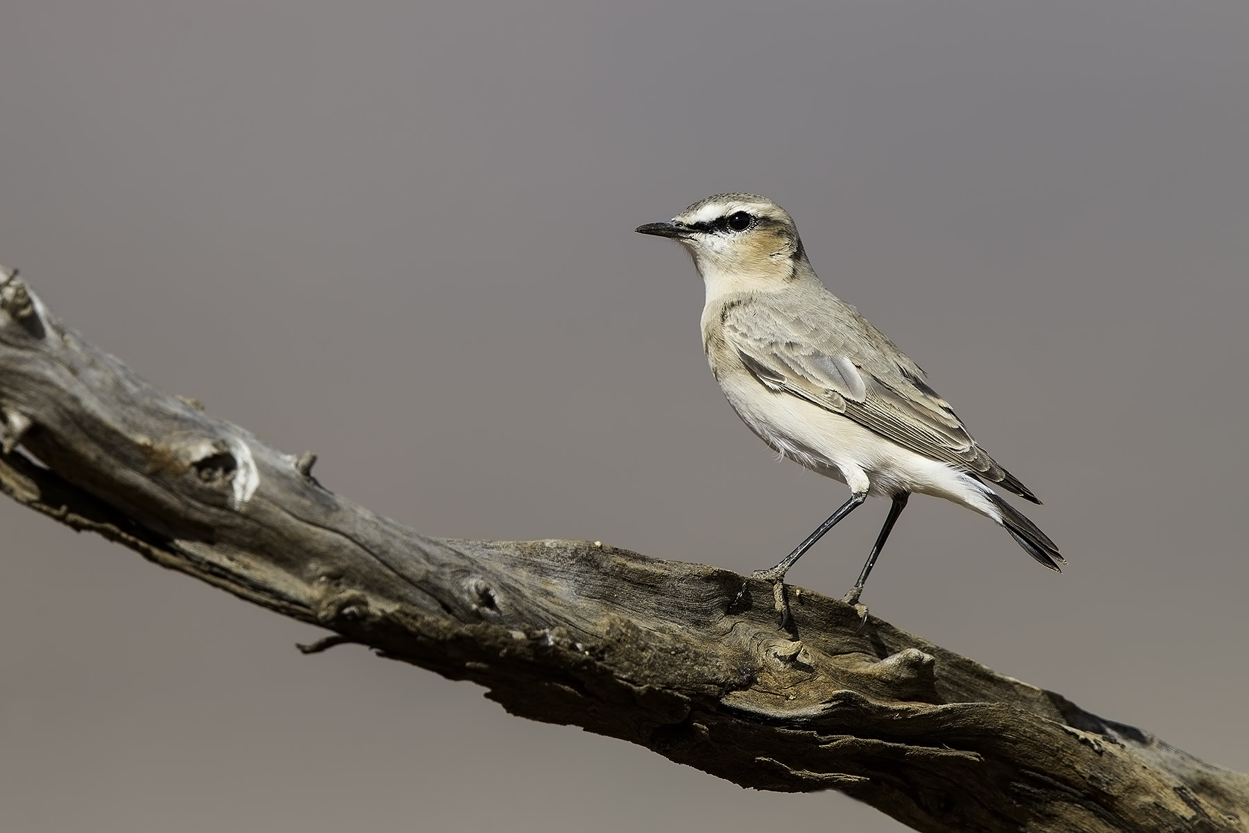 Canon EF 600mm F4L IS II USM sample photo. Wheatear photography