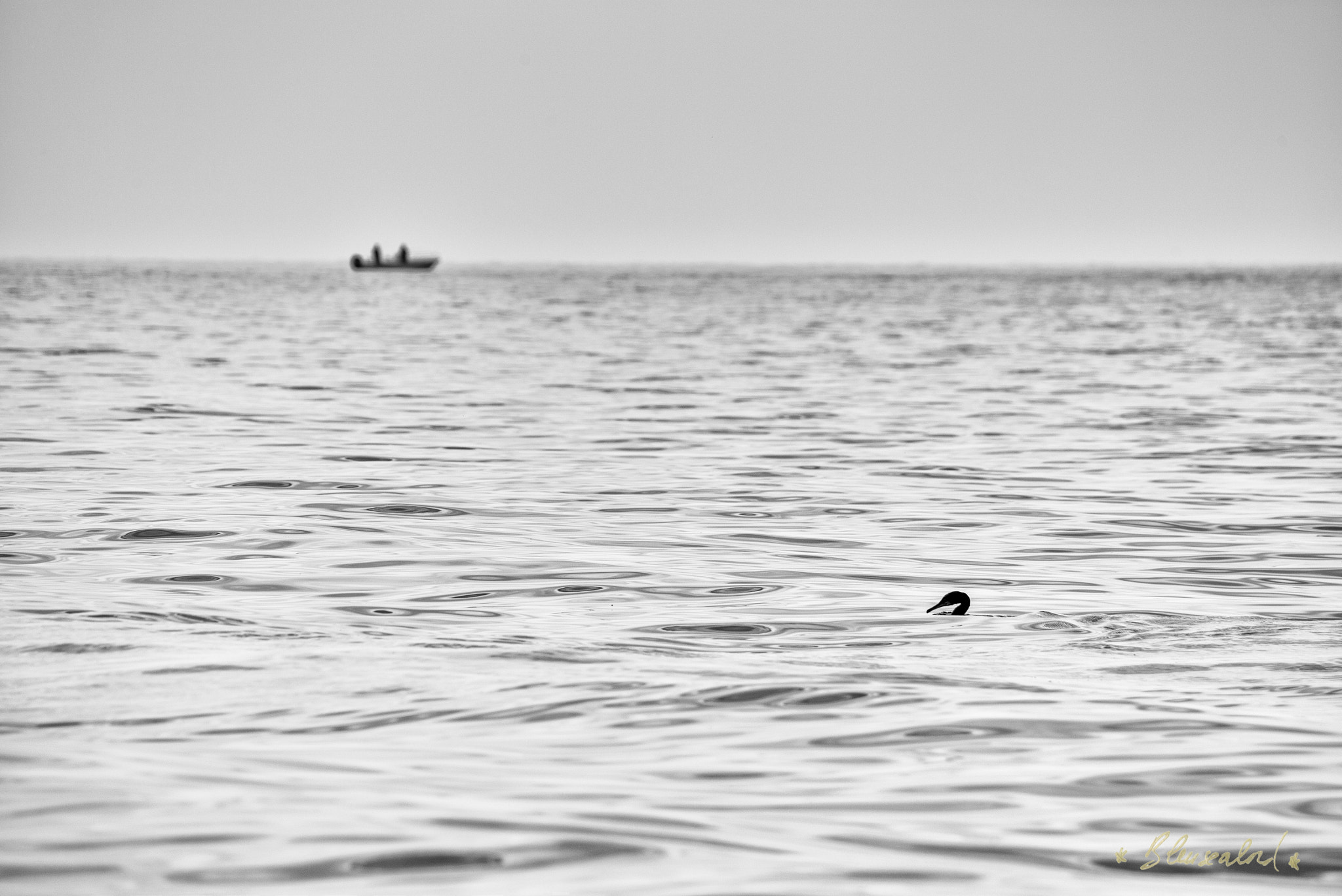 Nikon D800 sample photo. " blackbird ". photography