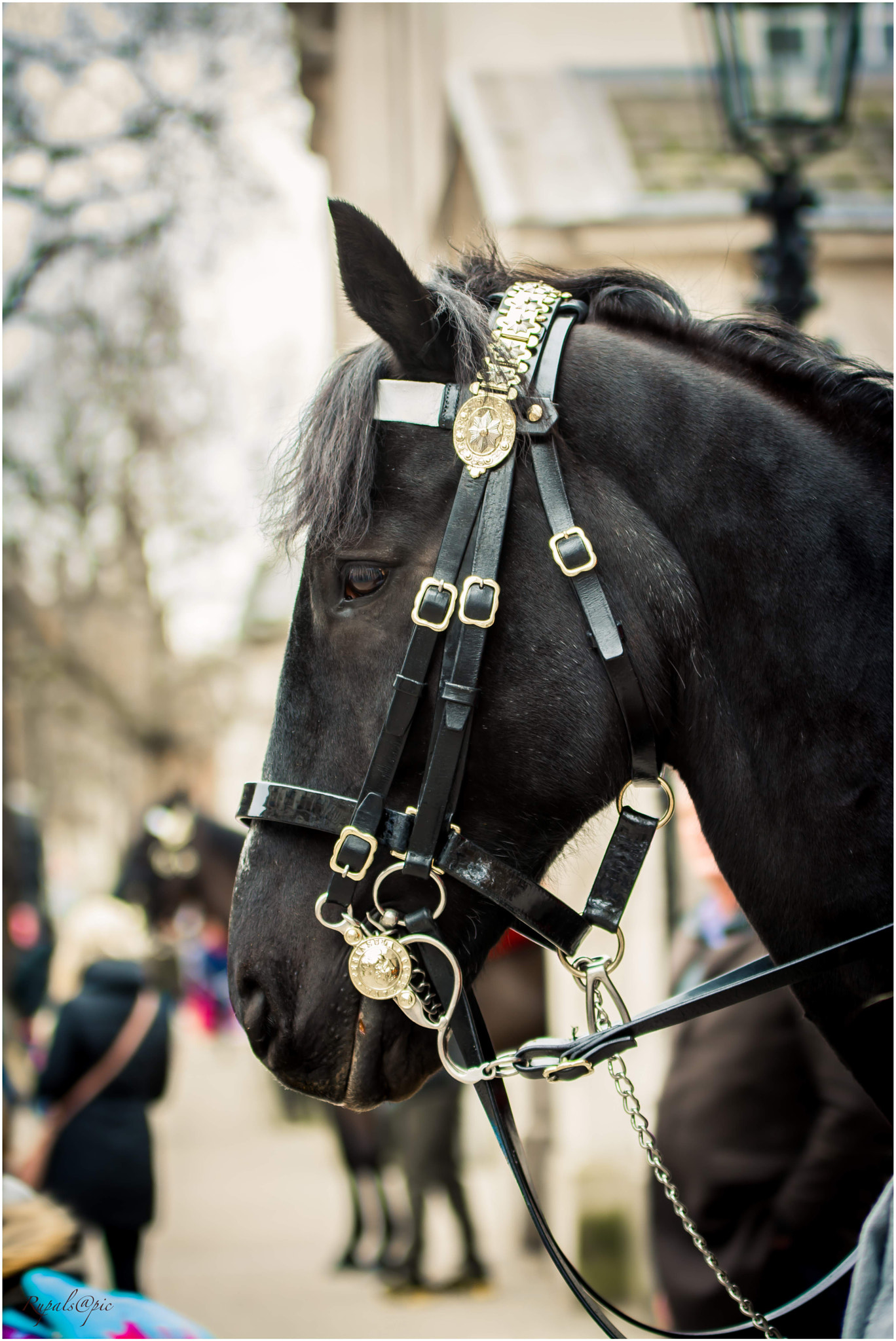 Nikon D7100 + Sigma 70-200mm F2.8 EX DG OS HSM sample photo. I am a horse but i live in palace photography