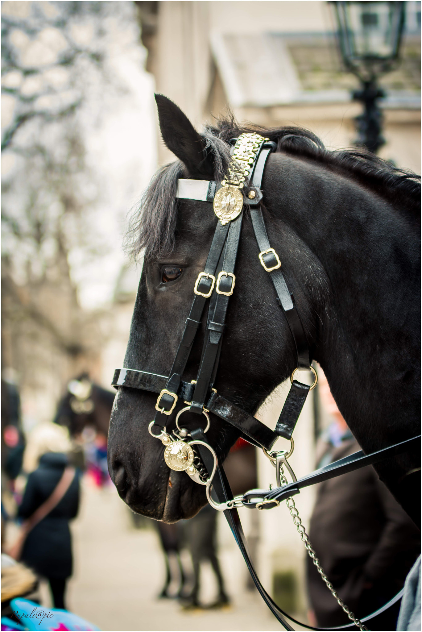 Sigma 70-200mm F2.8 EX DG OS HSM sample photo. I am a horse but i live in palace photography