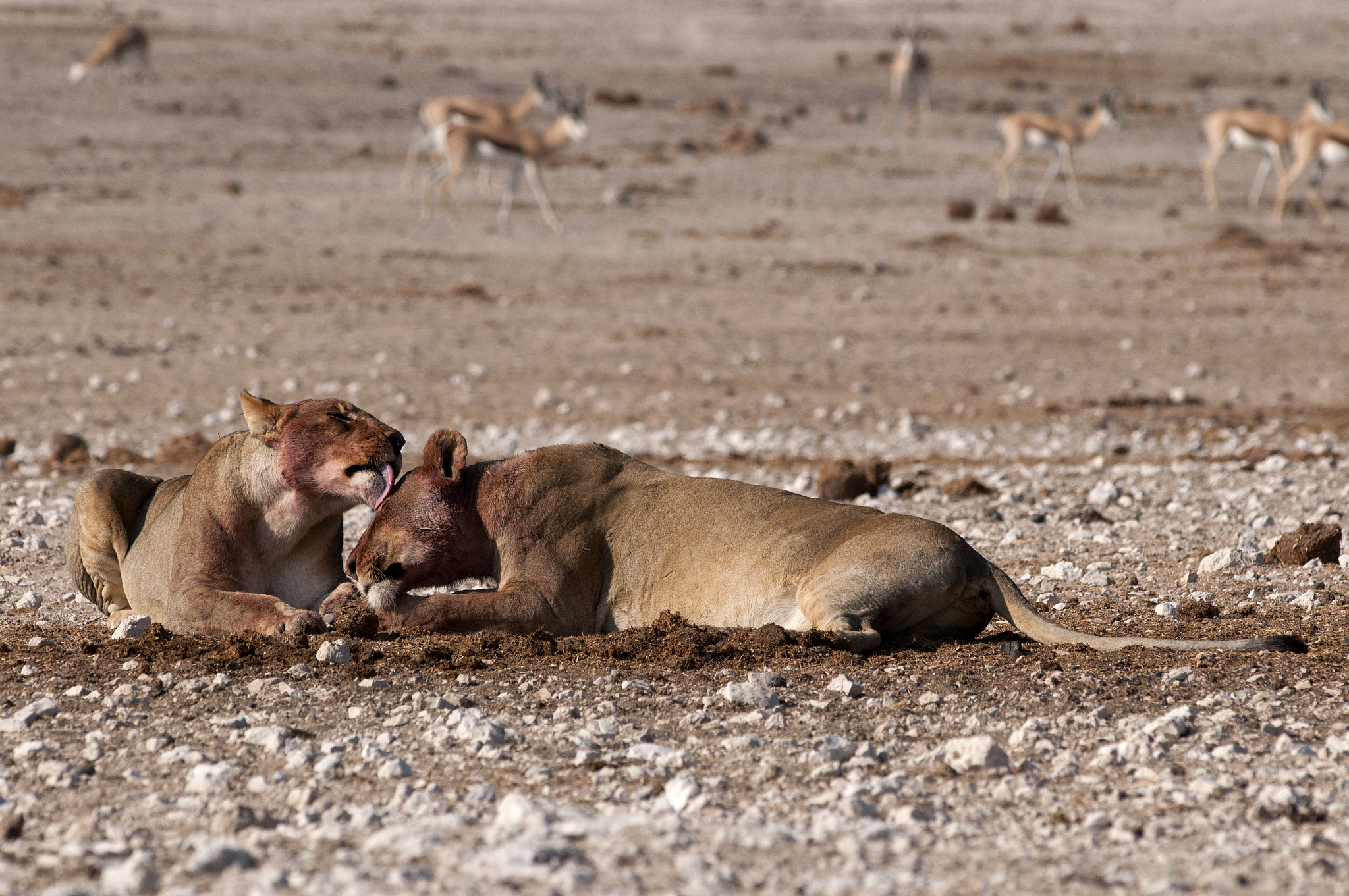 Nikon D300 + Nikon AF-S Nikkor 300mm F4D ED-IF sample photo. Lions photography