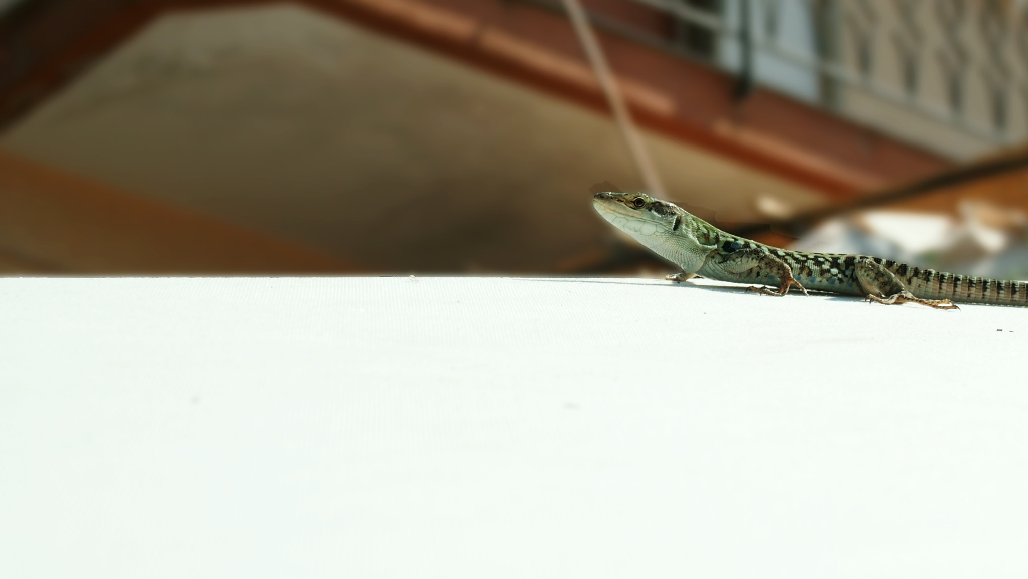 Olympus PEN E-PL3 + Olympus M.Zuiko Digital 14-42mm F3.5-5.6 II sample photo. Lizard on white photography