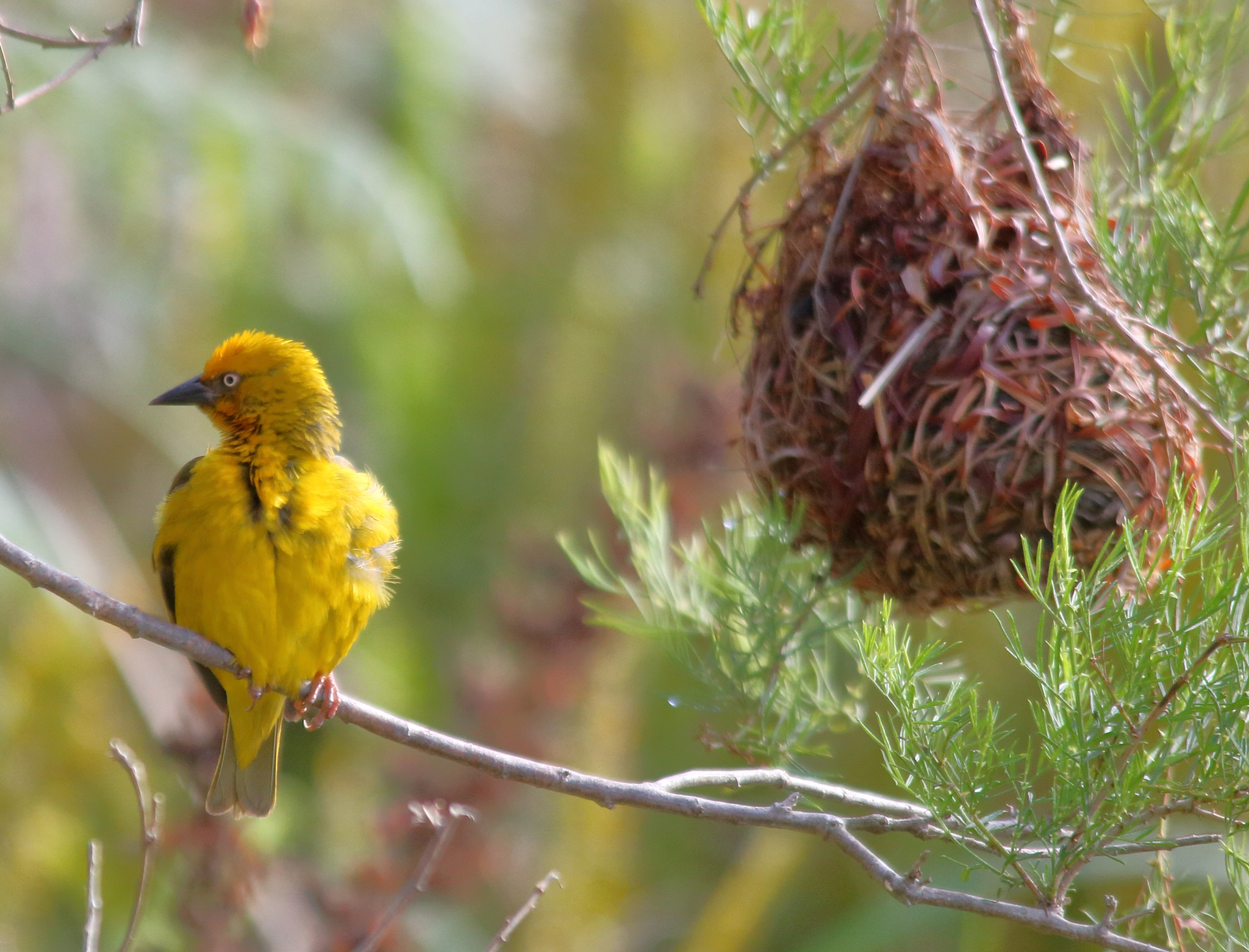 Canon EOS 750D (EOS Rebel T6i / EOS Kiss X8i) + Sigma 150-500mm F5-6.3 DG OS HSM sample photo. Wet cape weaver photography