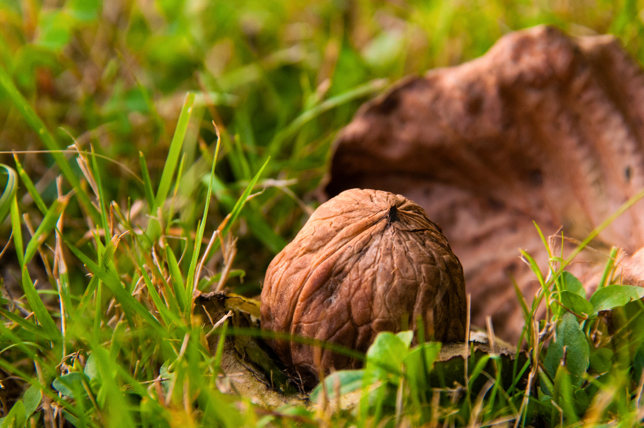 Nikon D300S + Sigma 18-200mm F3.5-6.3 DC OS HSM sample photo. We have nuts! photography
