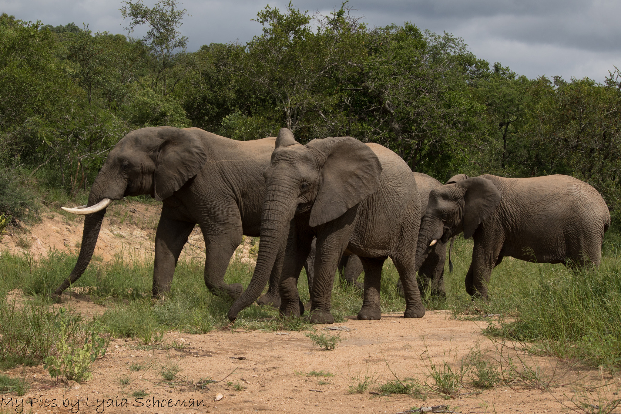 Canon EF-S 55-250mm F4-5.6 IS II sample photo. Elephant () photography