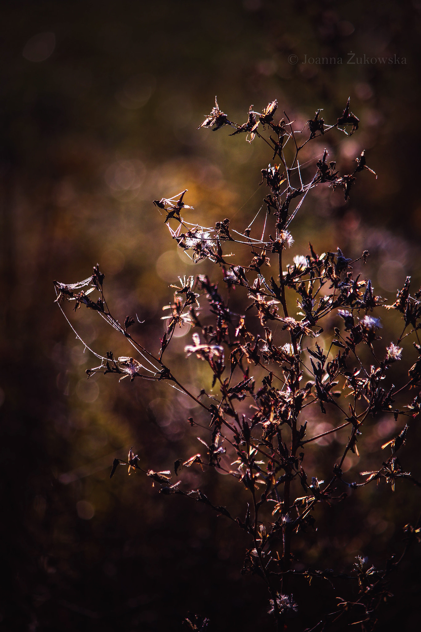 Canon EF-S 55-250mm F4-5.6 IS sample photo. Nature photography