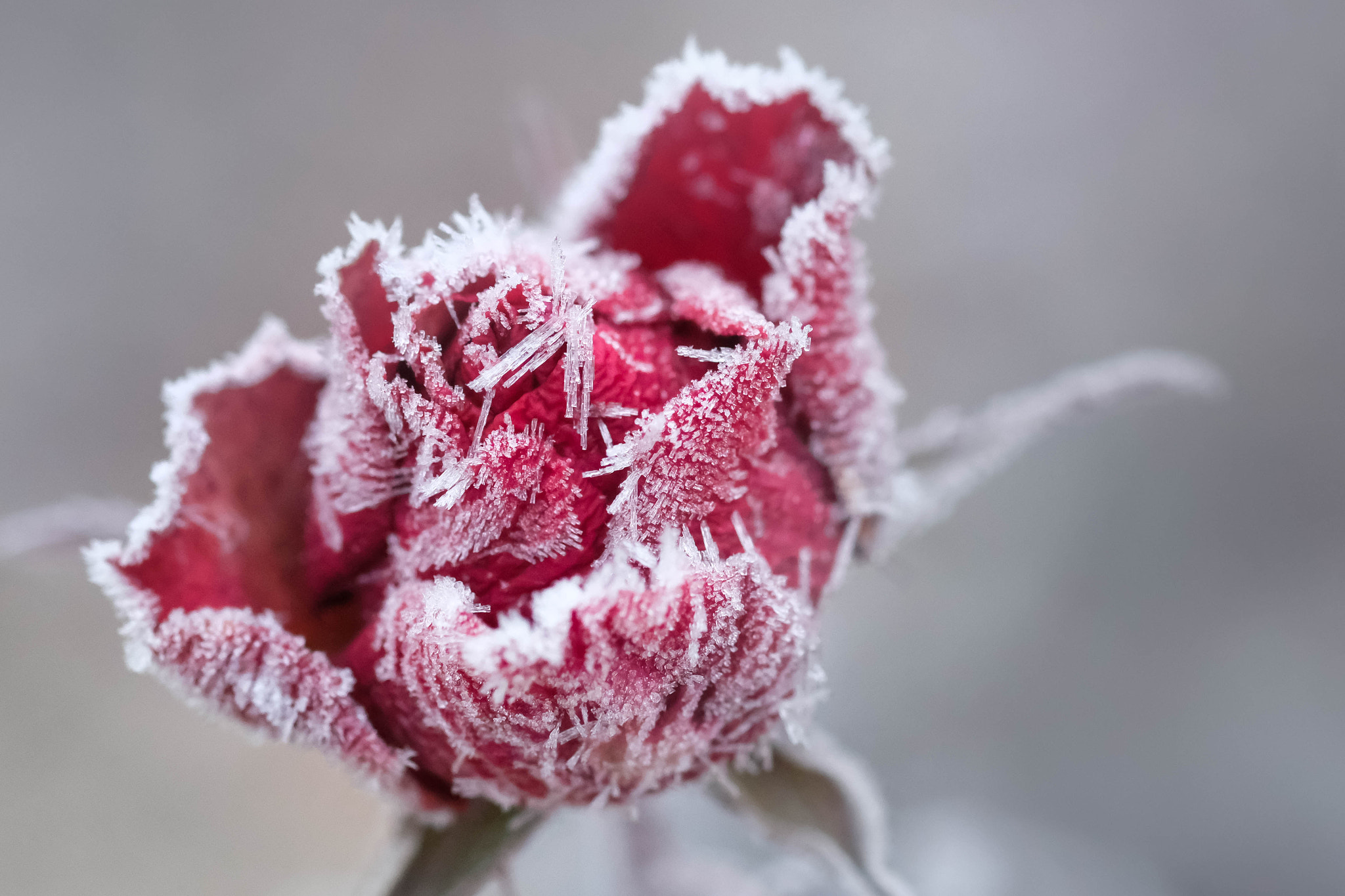 Fujifilm X-Pro2 + Fujifilm XF 60mm F2.4 R Macro sample photo. Rose cristallisée photography