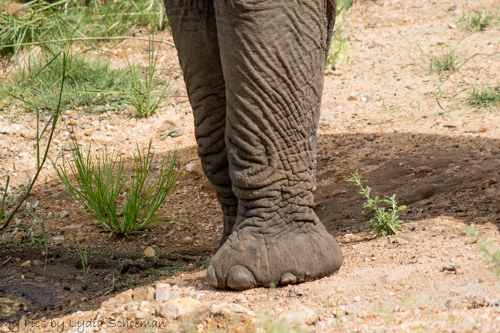 Canon EF-S 55-250mm F4-5.6 IS II sample photo. Elephant () photography