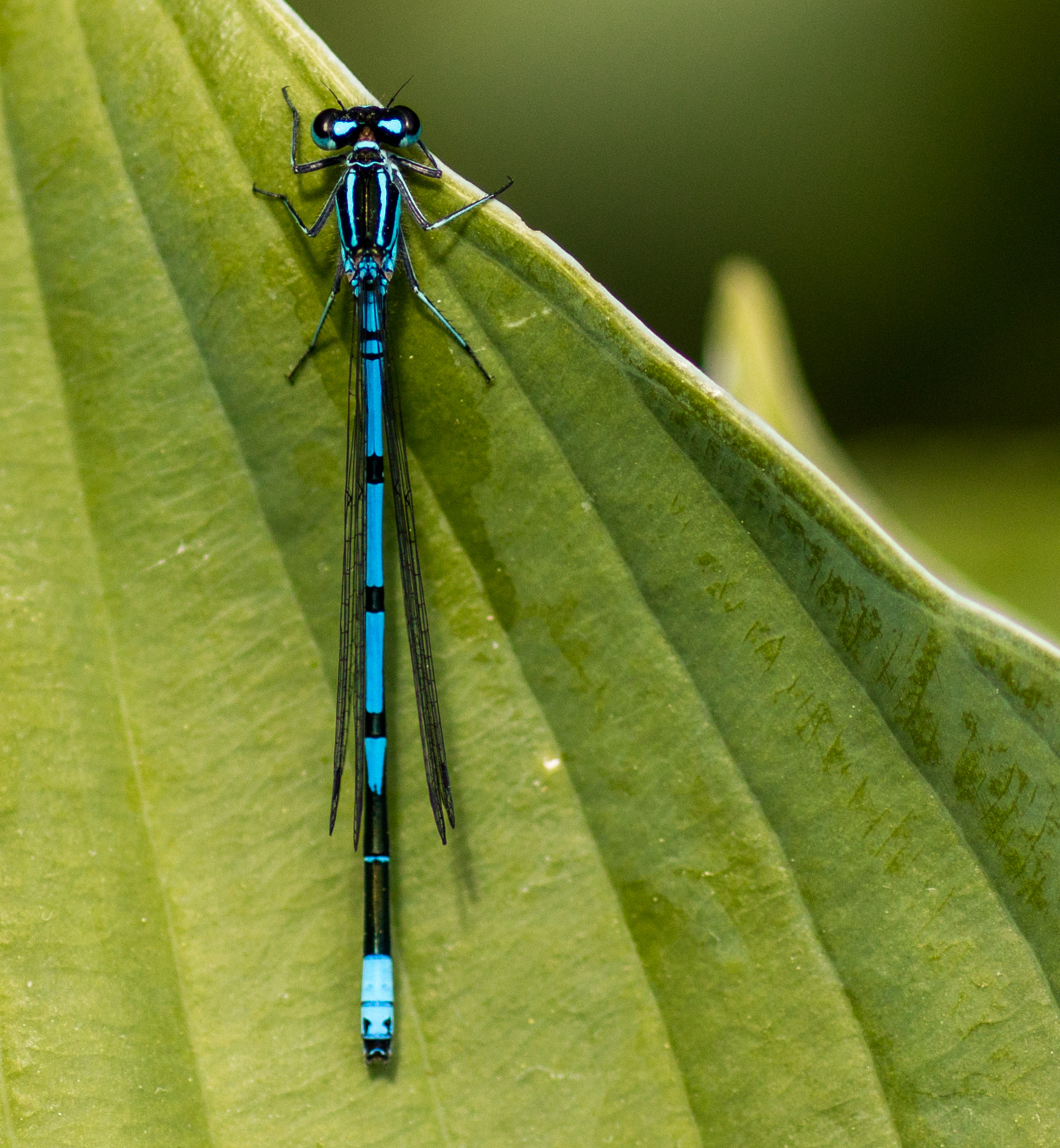 Sigma 50mm f/1.4 EX DG HSM + 1.4x sample photo. Damselfly sunbathing photography