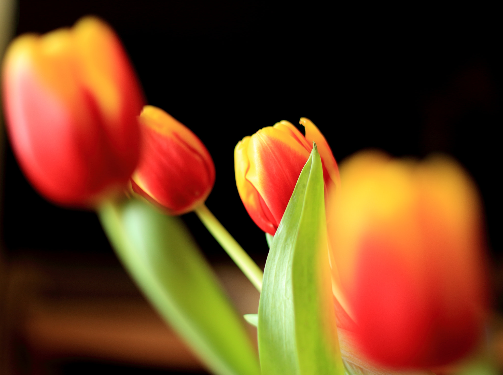 Canon EOS 1300D (EOS Rebel T6 / EOS Kiss X80) + Canon EF 50mm F1.8 II sample photo. Tulips photography