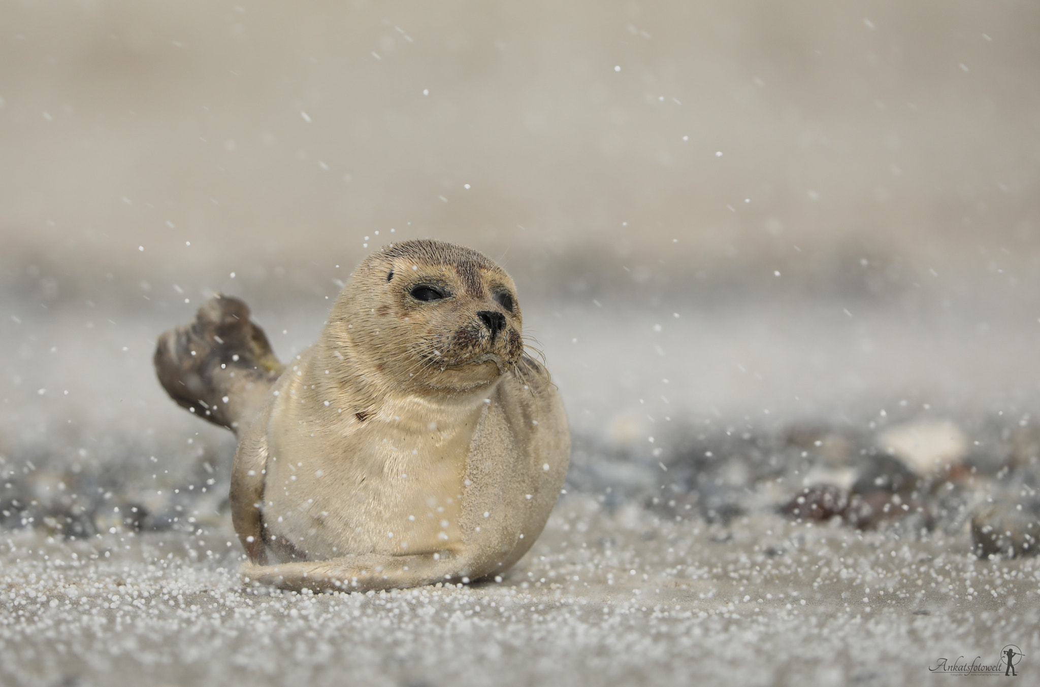 Canon EF 200-400mm F4L IS USM Extender 1.4x sample photo. Common seal in a hailstorm photography