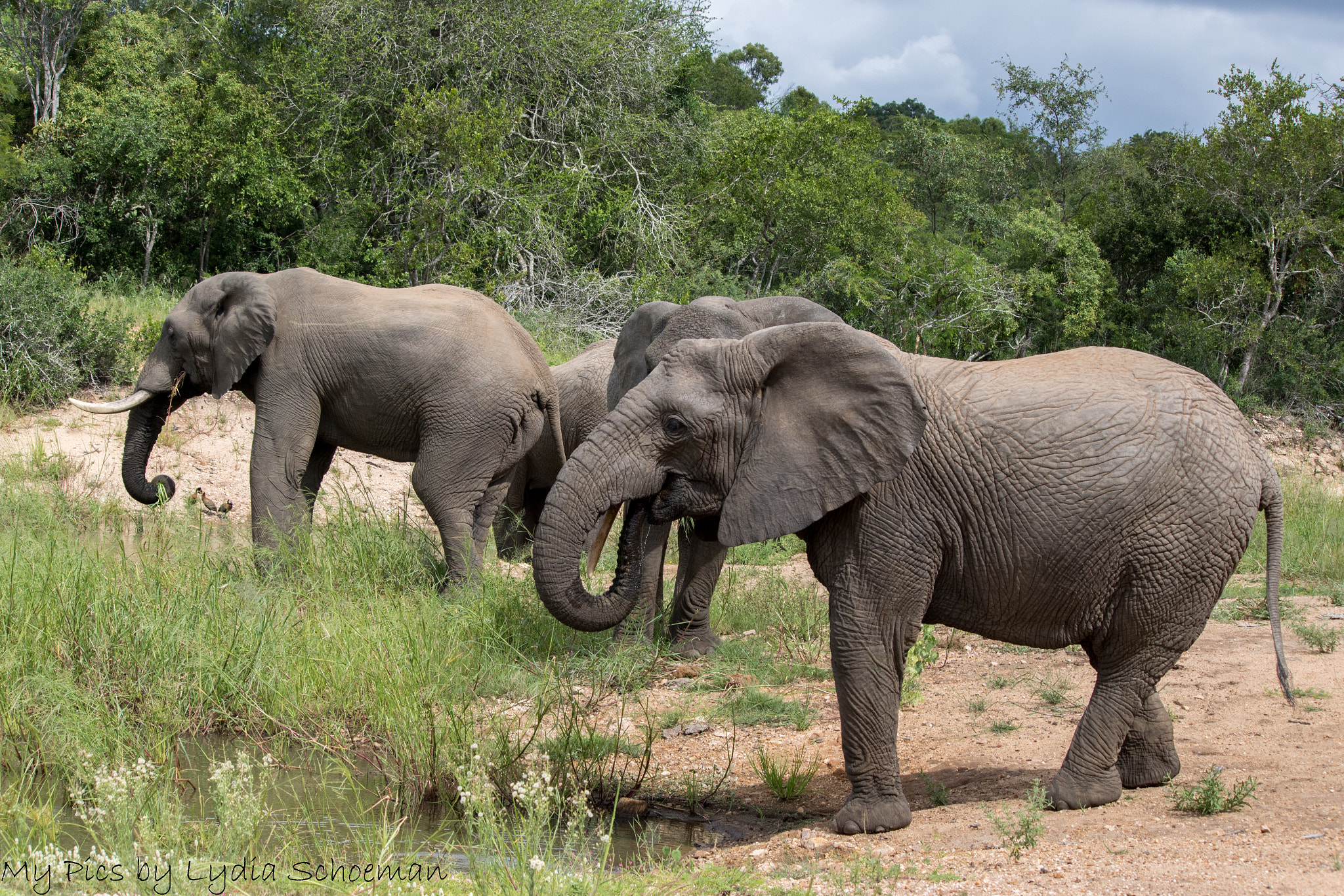 Canon EF-S 55-250mm F4-5.6 IS II sample photo. Elephant () photography
