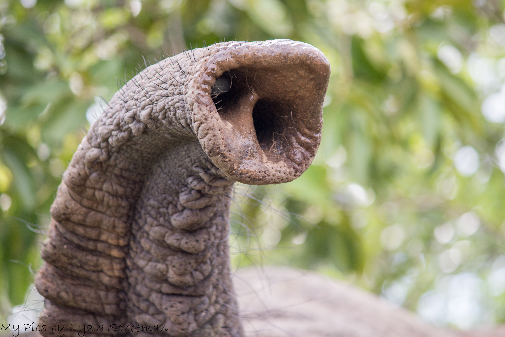 Canon EF-S 55-250mm F4-5.6 IS II sample photo. Elephant trunk photography