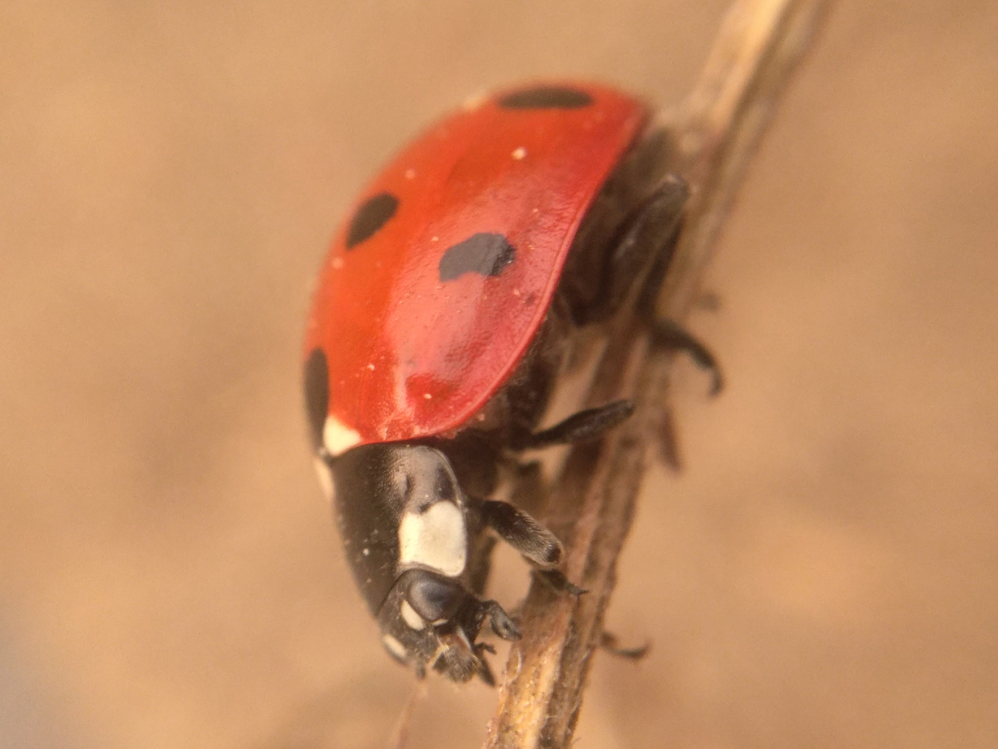 nubia Z11 MINI sample photo