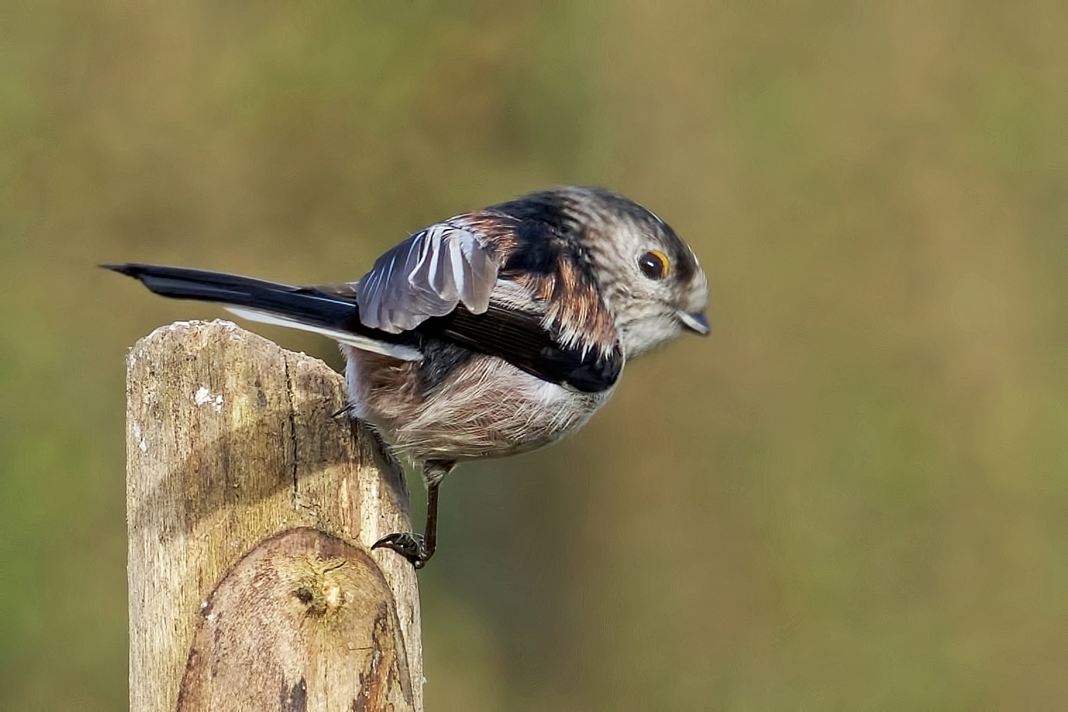 Sony Sonnar T* 135mm F1.8 ZA sample photo. Long tailed tit, photography