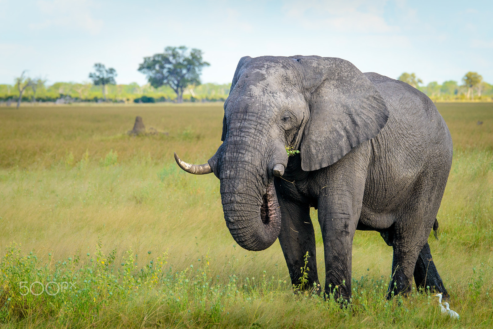 Nikon D800 sample photo. Pachyderm photography