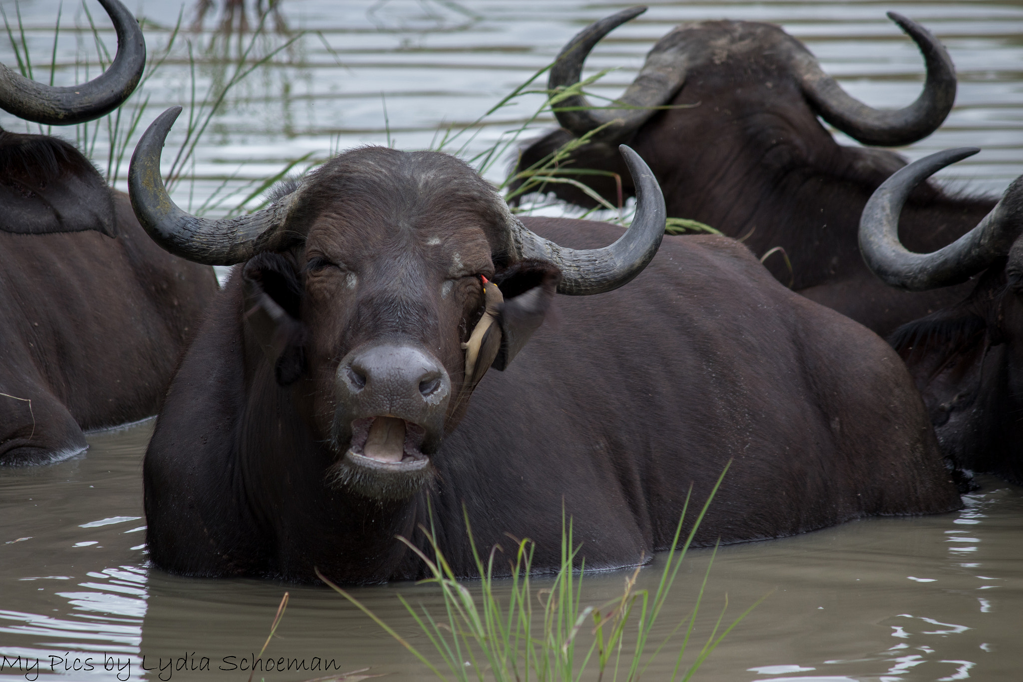 Canon EF-S 55-250mm F4-5.6 IS II sample photo. Buffalo photography