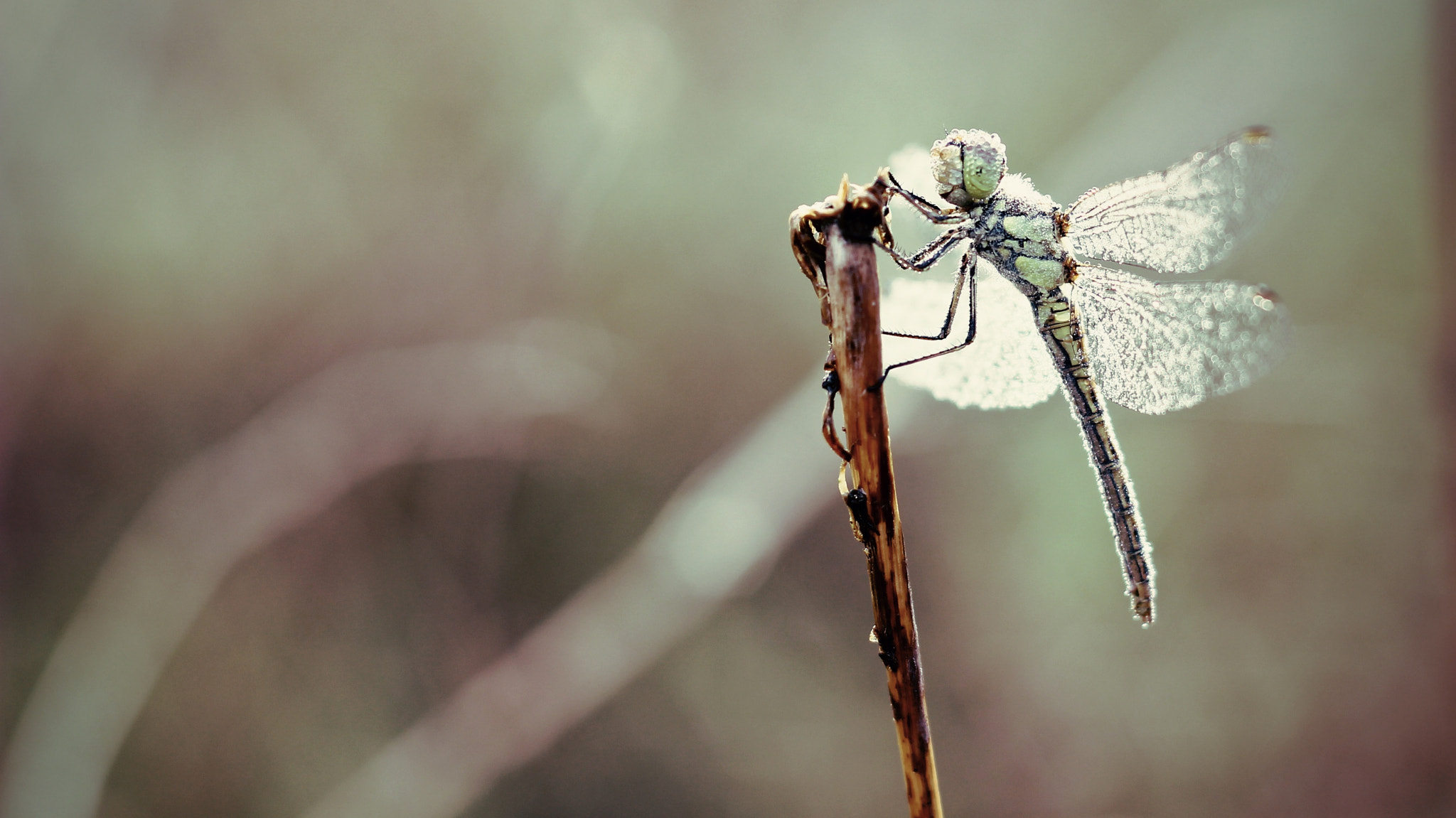 Canon EF 35-80mm f/4-5.6 sample photo. Poranek :) photography