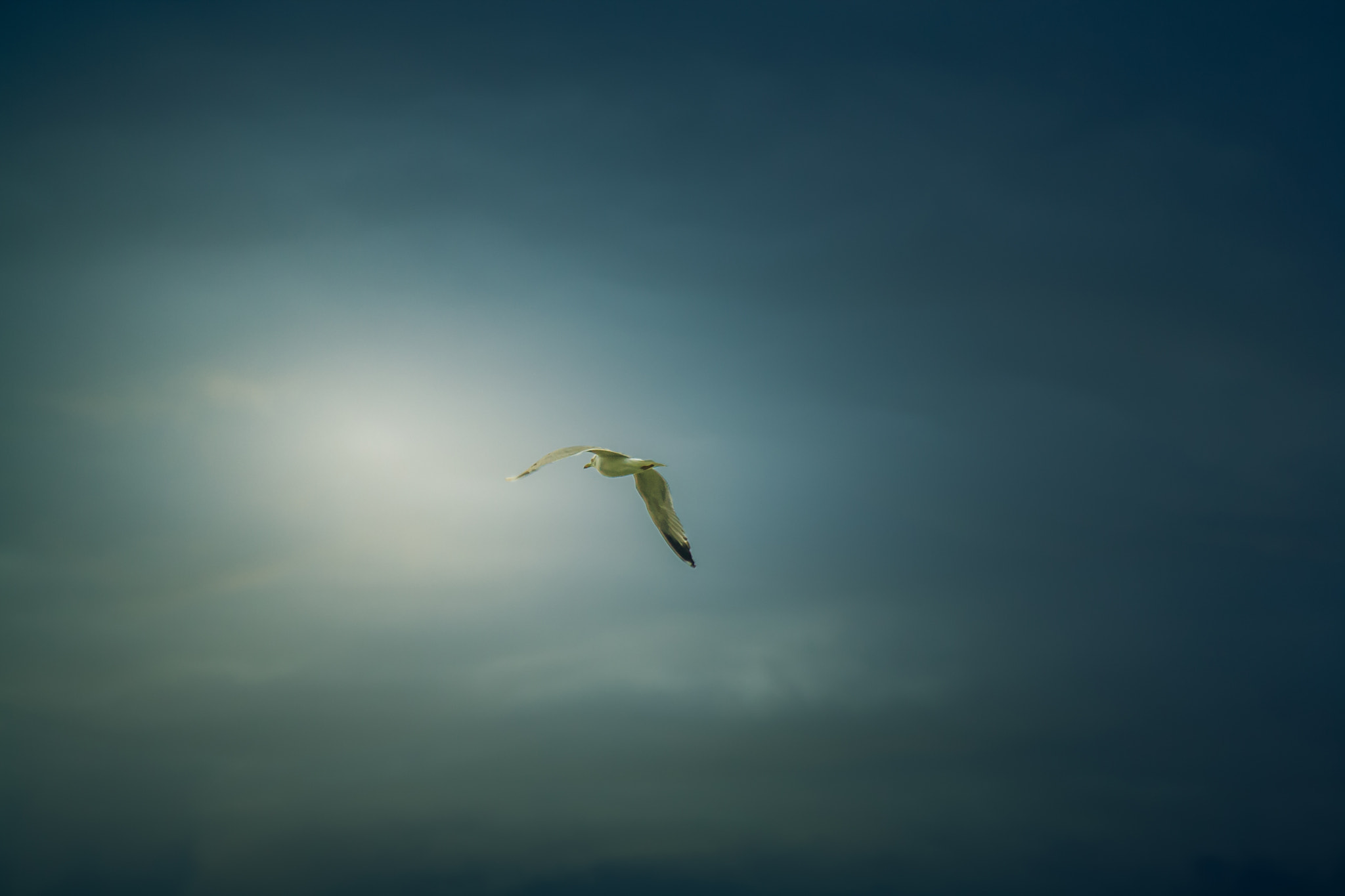 Canon EF-S 55-250mm F4-5.6 IS sample photo. Fly away ii photography