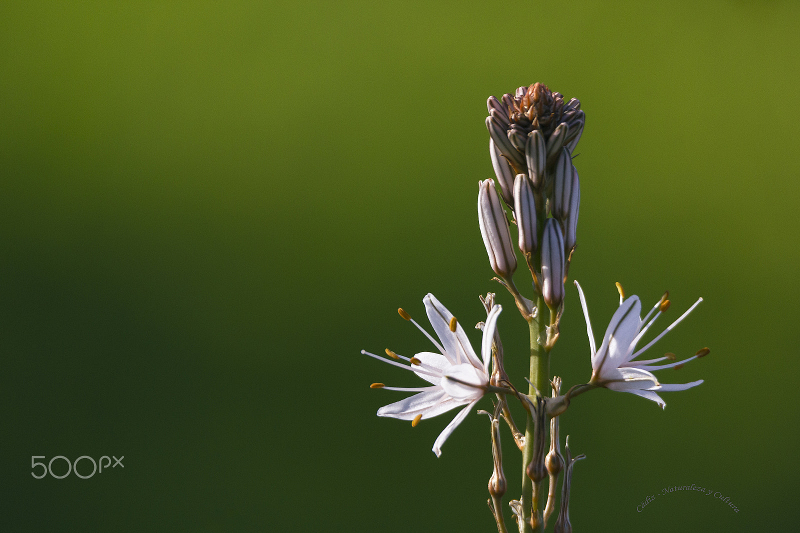 Tamron SP 150-600mm F5-6.3 Di VC USD sample photo. Los dos lados ^^ photography