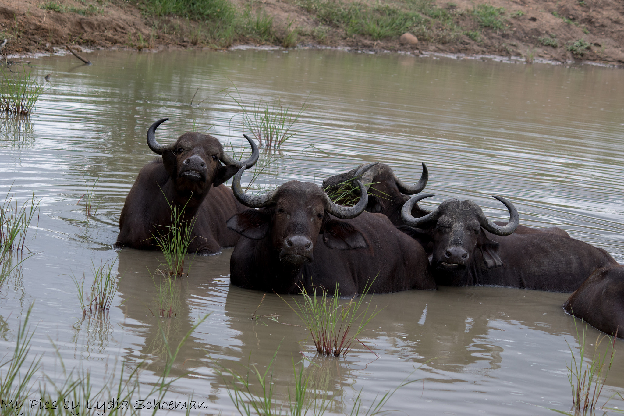 Canon EF-S 55-250mm F4-5.6 IS II sample photo. Buffalo photography