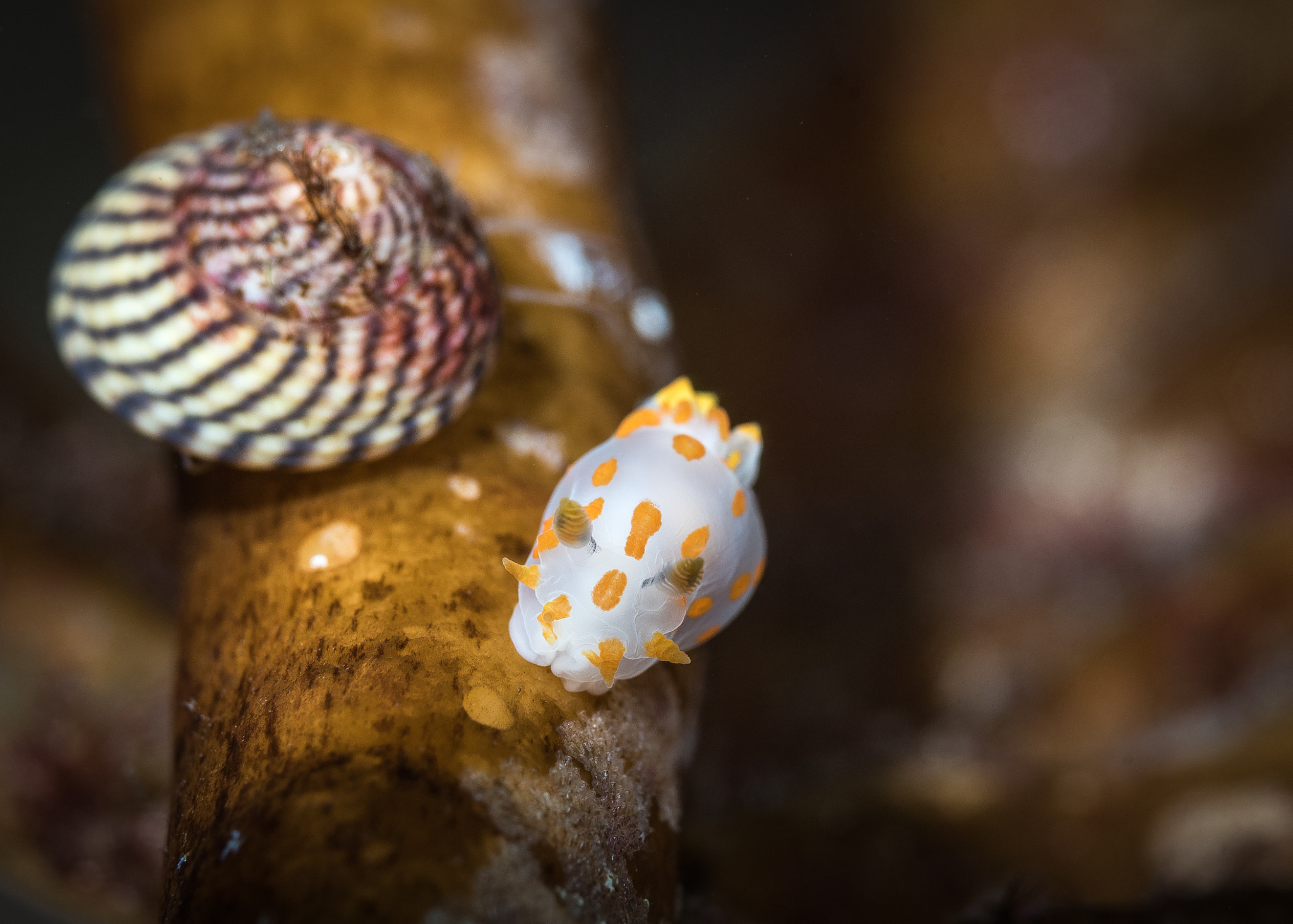 Nikon AF Micro-Nikkor 60mm F2.8D sample photo. A nudibranch and snail on kelp photography