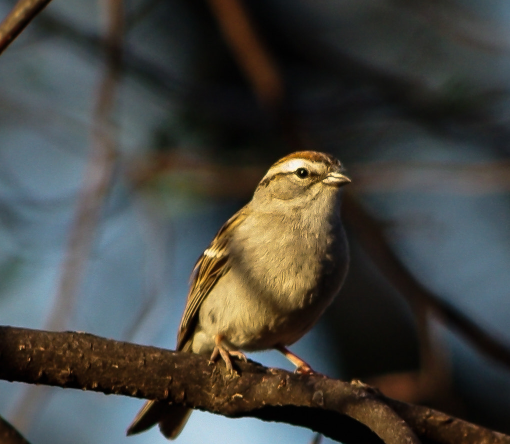 Pentax K200D sample photo. Backyard sparrow photography