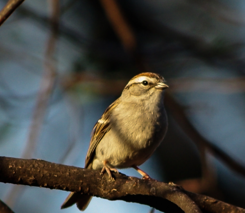 smc PENTAX-DA L 55-300mm F4-5.8 ED sample photo. Backyard sparrow photography