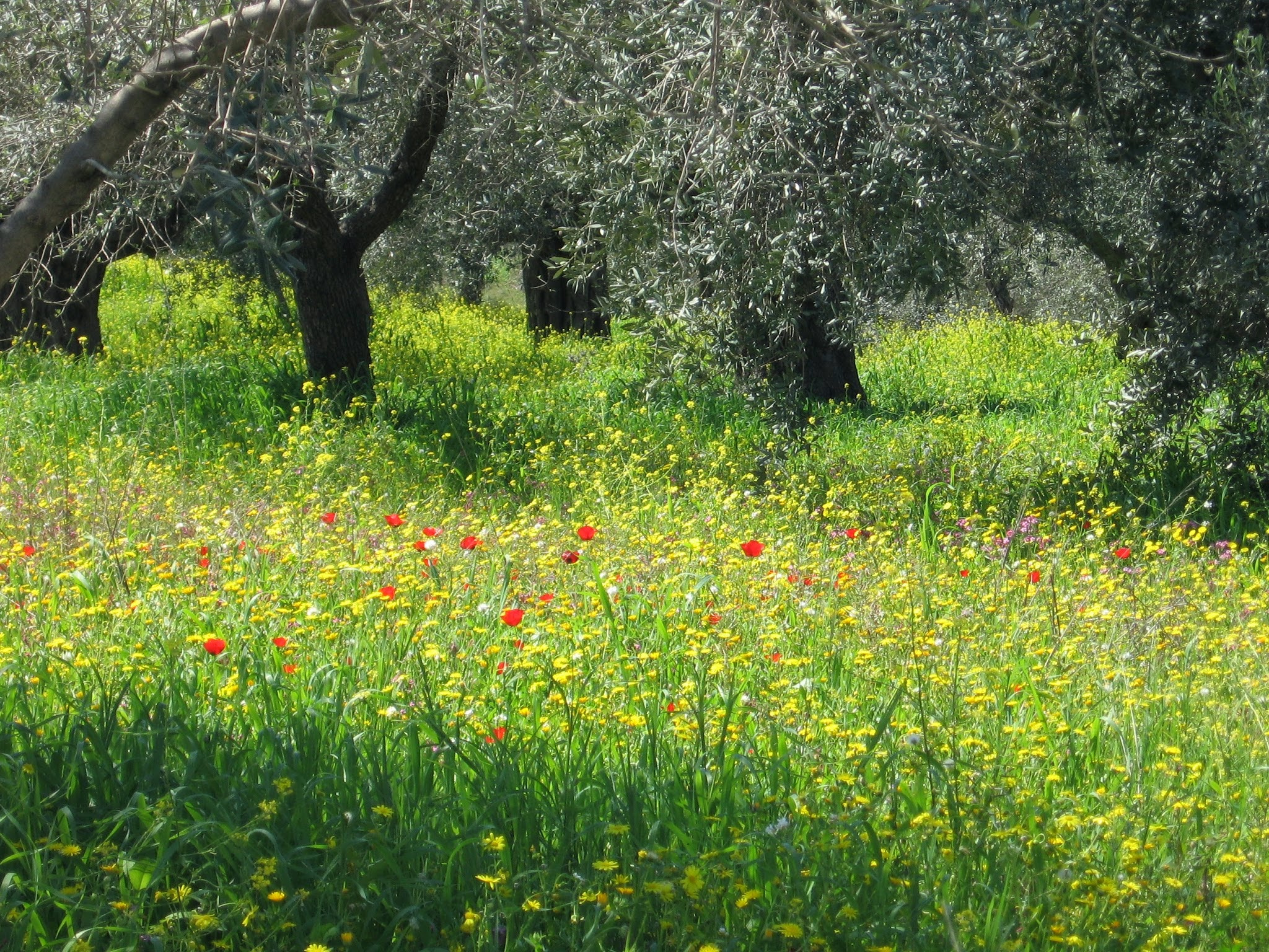 Canon POWERSHOT A530 sample photo. Olive trees photography