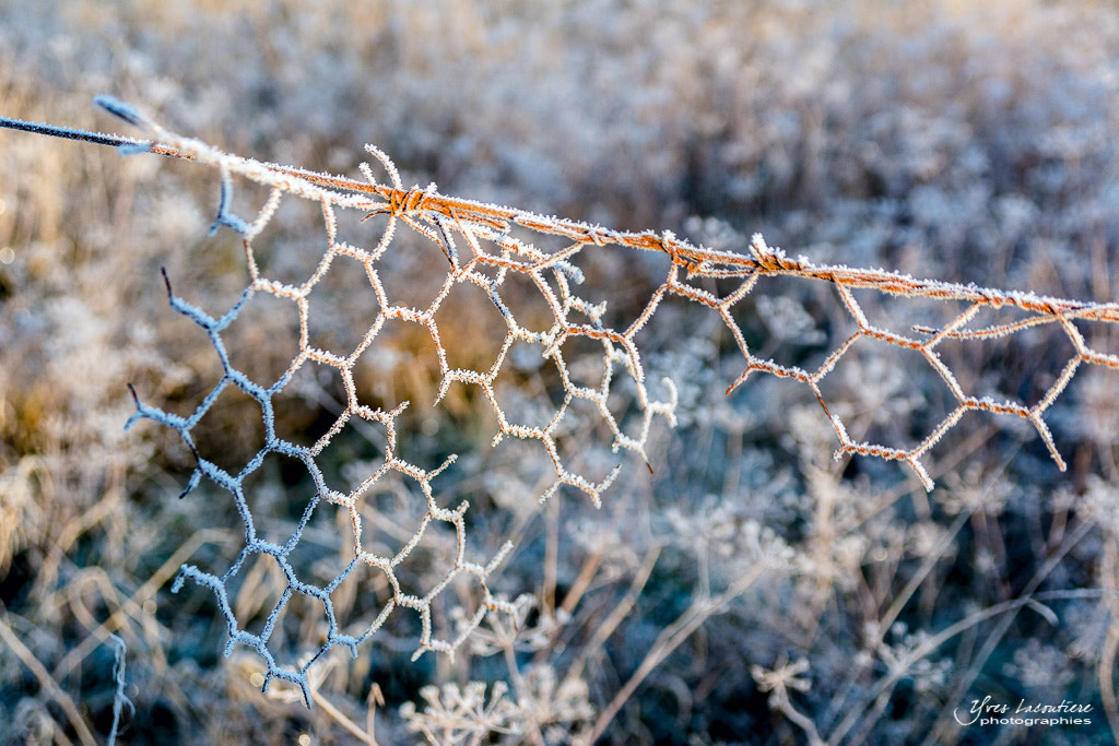Sigma 17-70mm F2.8-4 DC Macro OS HSM sample photo. Frozen fence photography