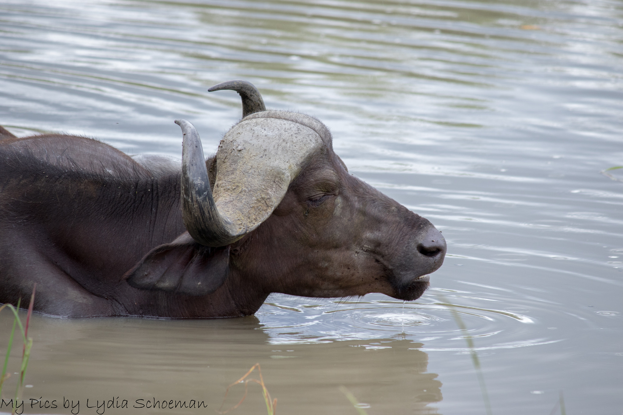 Canon EF-S 55-250mm F4-5.6 IS II sample photo. Buffalo photography