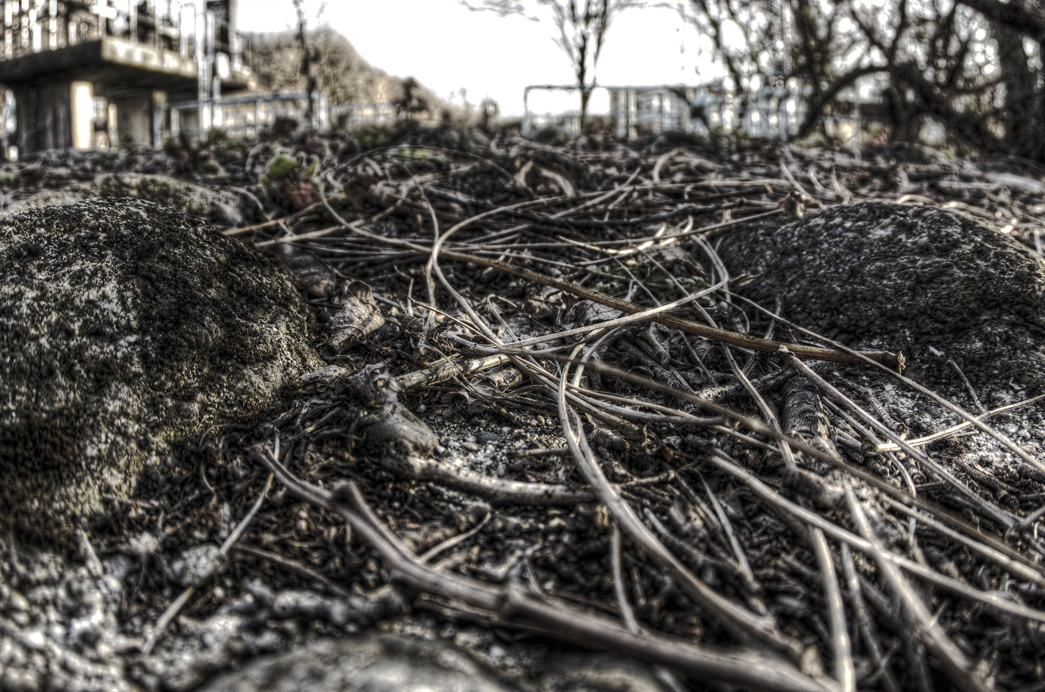 Pentax K-5 sample photo. 蔦の惑星 blood vessel of the earth photography
