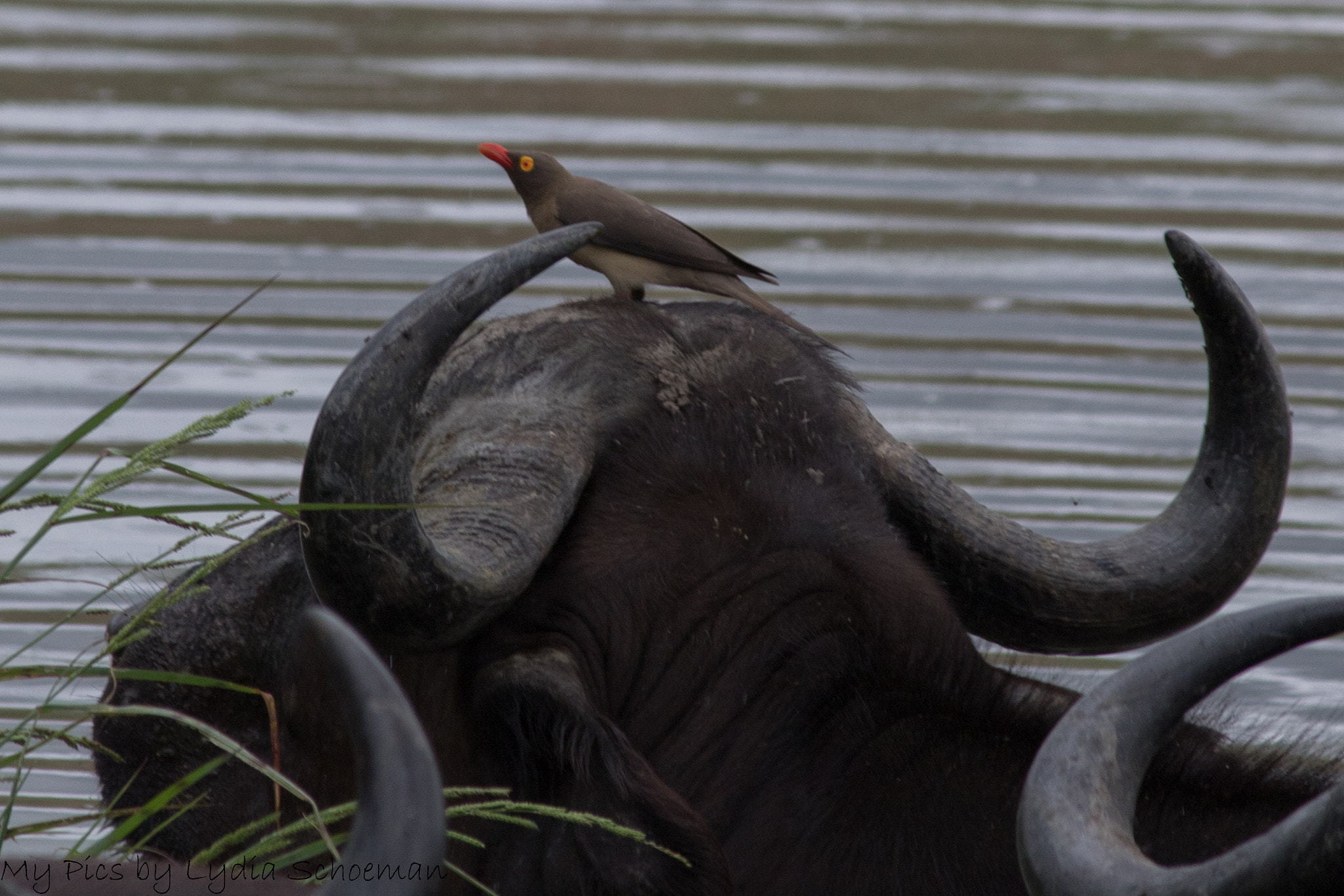 Canon EF-S 55-250mm F4-5.6 IS II sample photo. Buffalo photography